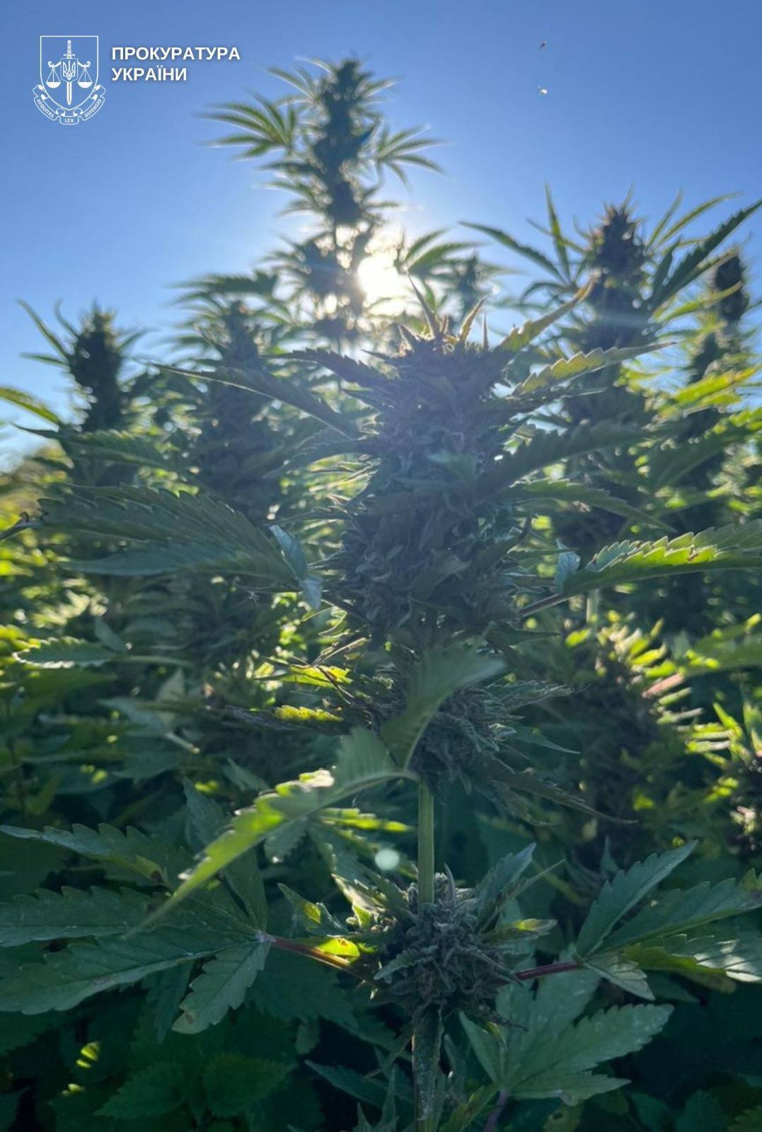 Вирощували понад 5,7 тис. кущів коноплі: у заповідній зоні на Вінниччині викрили підпільне виробництво наркотиків. Фото і відео