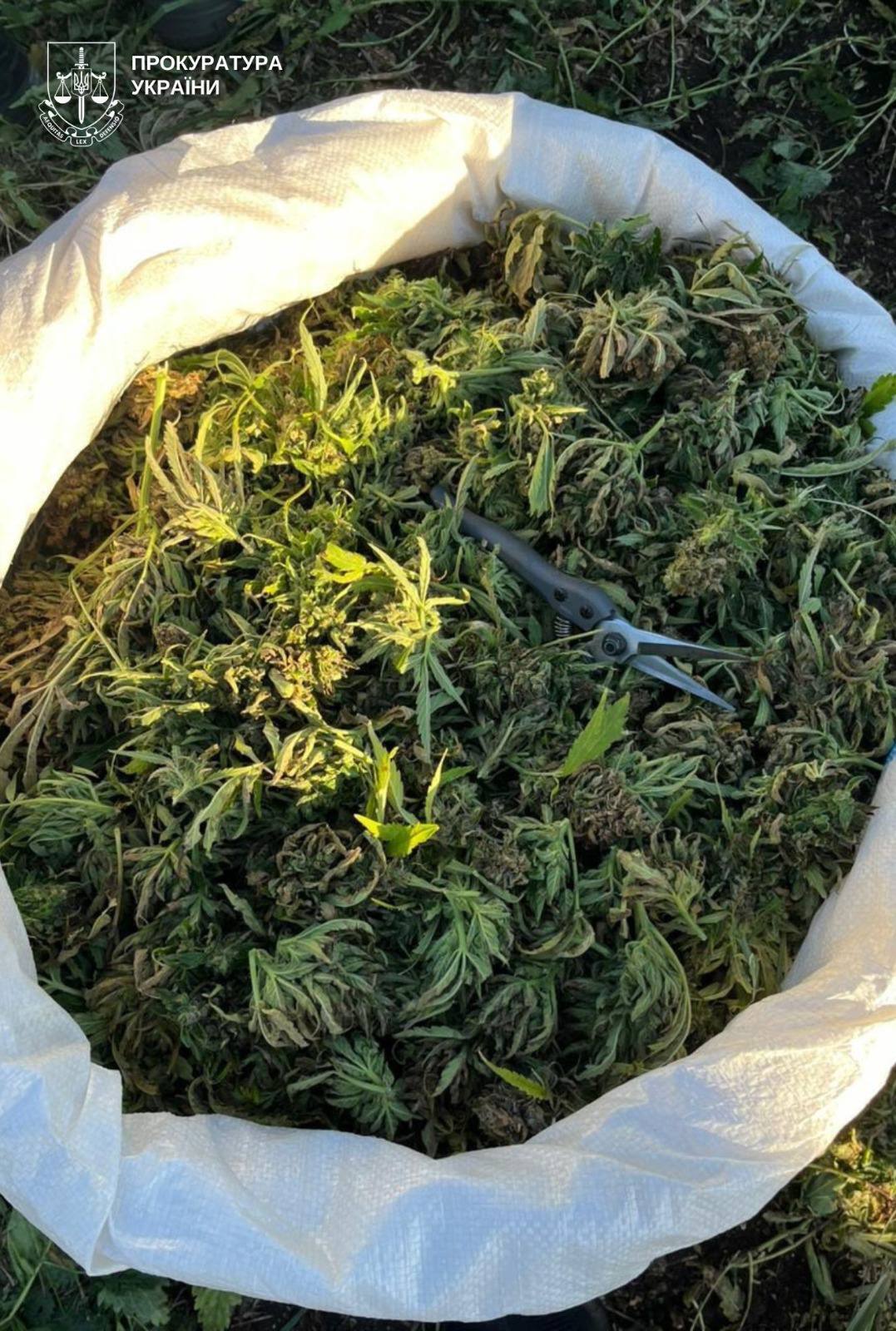 Вирощували понад 5,7 тис. кущів коноплі: у заповідній зоні на Вінниччині викрили підпільне виробництво наркотиків. Фото і відео