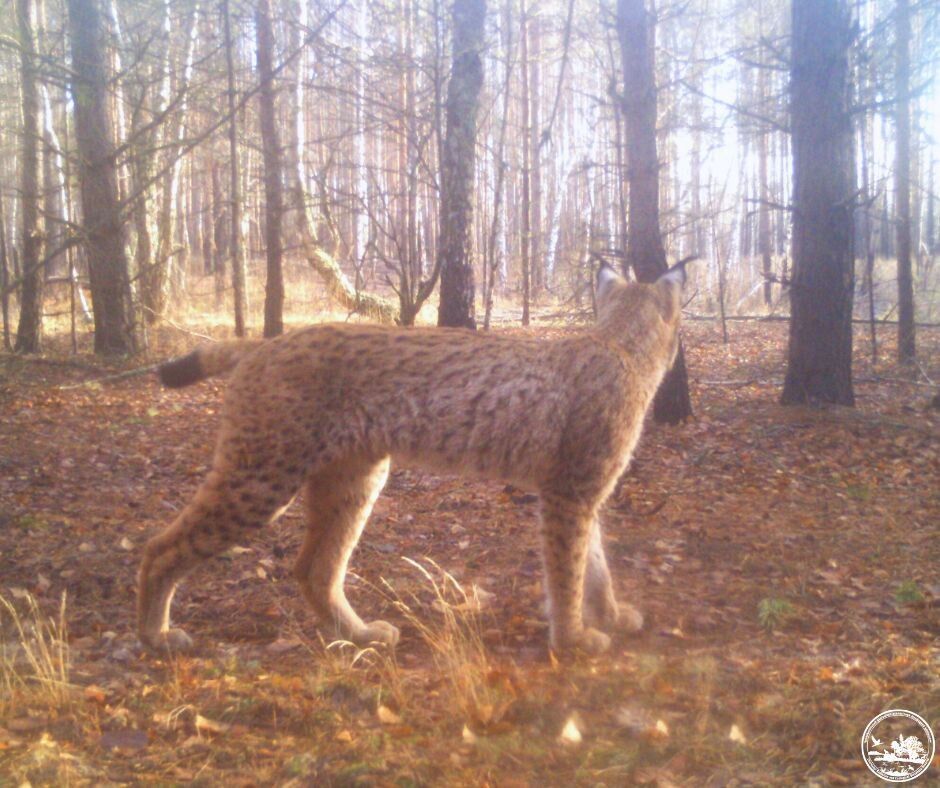 Встречается довольно редко: в Чернобыльской зоне заметили краснокнижного хищника. Фото