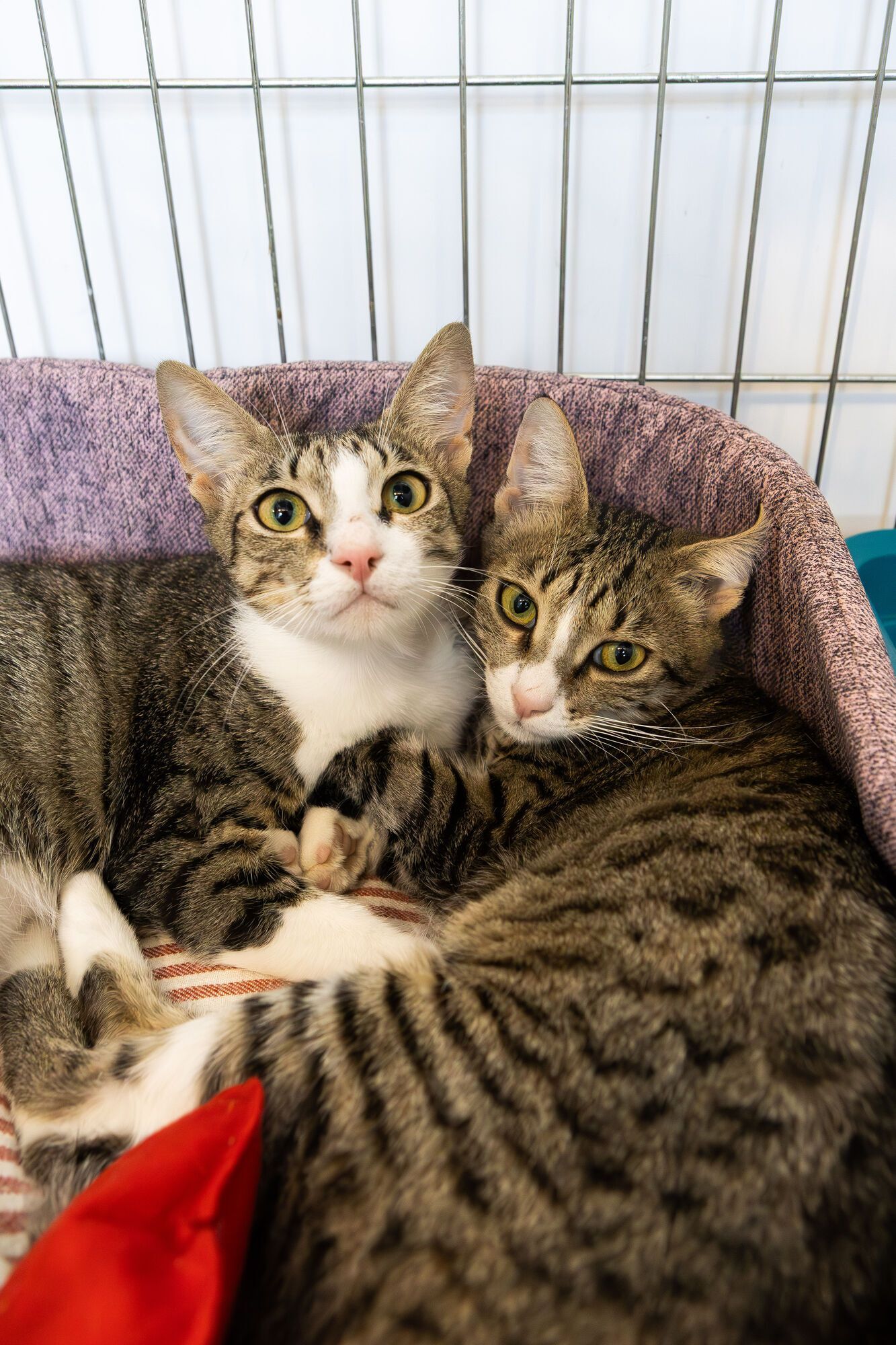 AdoptMe Days: у Києві відбудеться відбудеться 17-й фестиваль, де шукатимуть дім тваринам із притулків