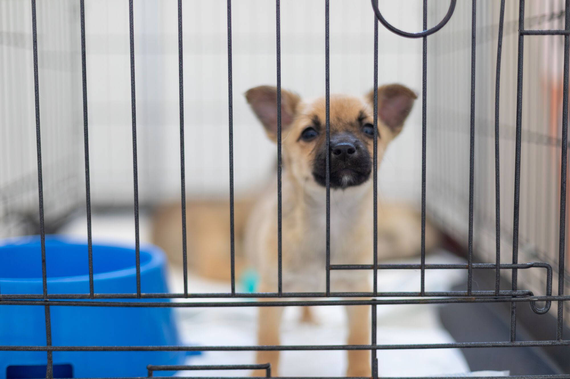 AdoptMe Days: у Києві відбудеться відбудеться 17-й фестиваль, де шукатимуть дім тваринам із притулків