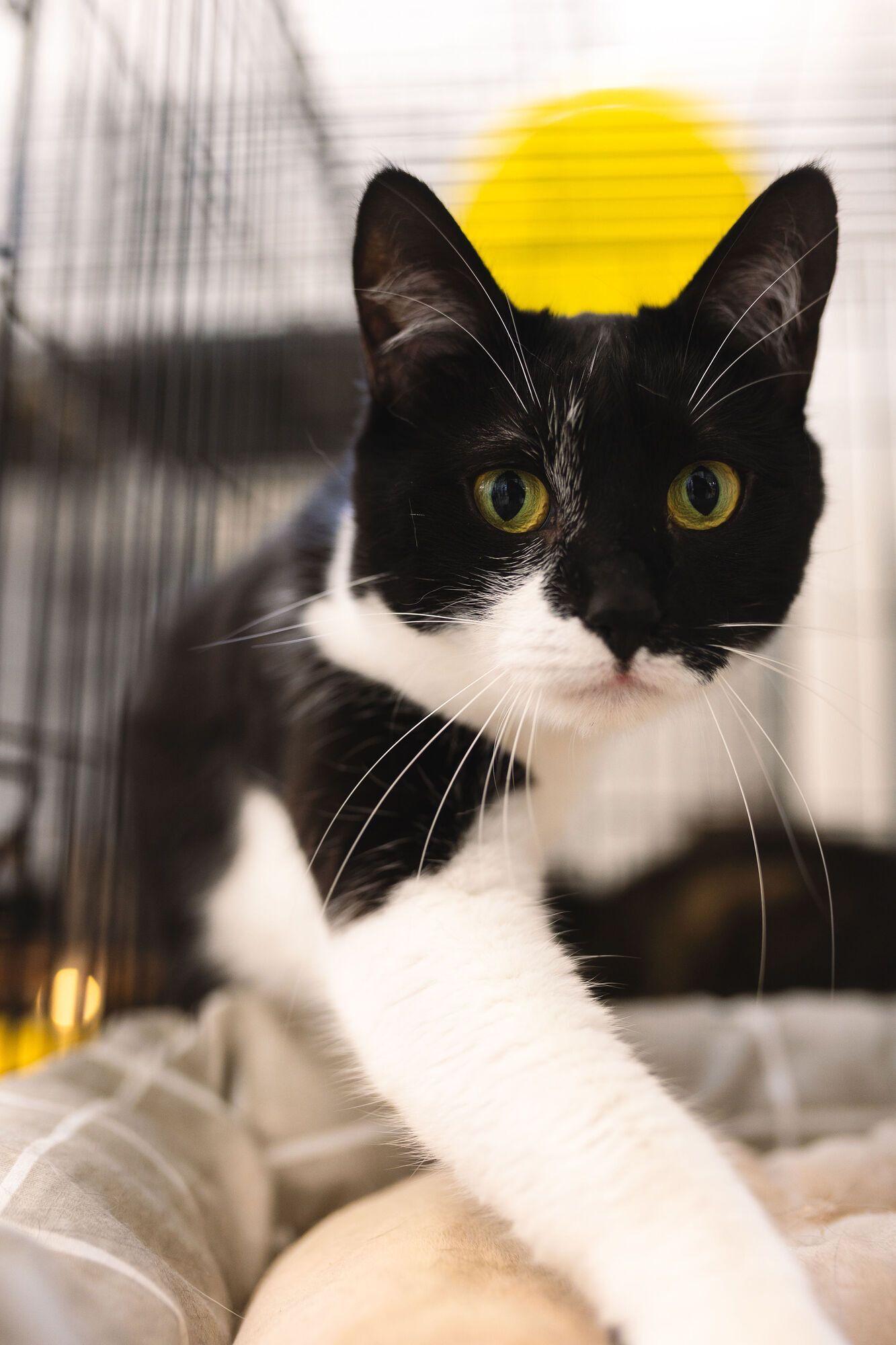 AdoptMe Days: у Києві відбудеться відбудеться 17-й фестиваль, де шукатимуть дім тваринам із притулків