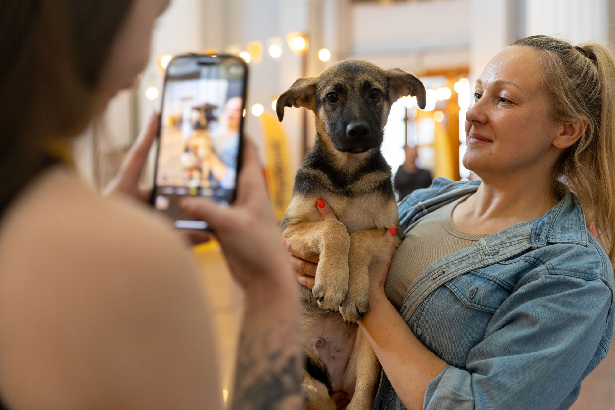 AdoptMe Days: у Києві відбудеться відбудеться 17-й фестиваль, де шукатимуть дім тваринам із притулків