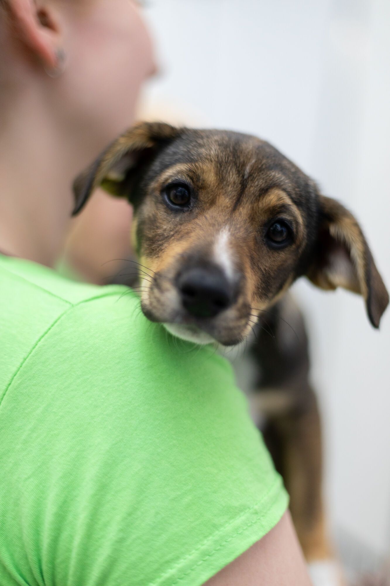 AdoptMe Days: у Києві відбудеться відбудеться 17-й фестиваль, де шукатимуть дім тваринам із притулків