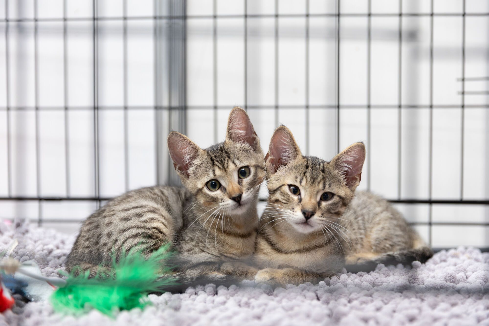 AdoptMe Days: у Києві відбудеться відбудеться 17-й фестиваль, де шукатимуть дім тваринам із притулків