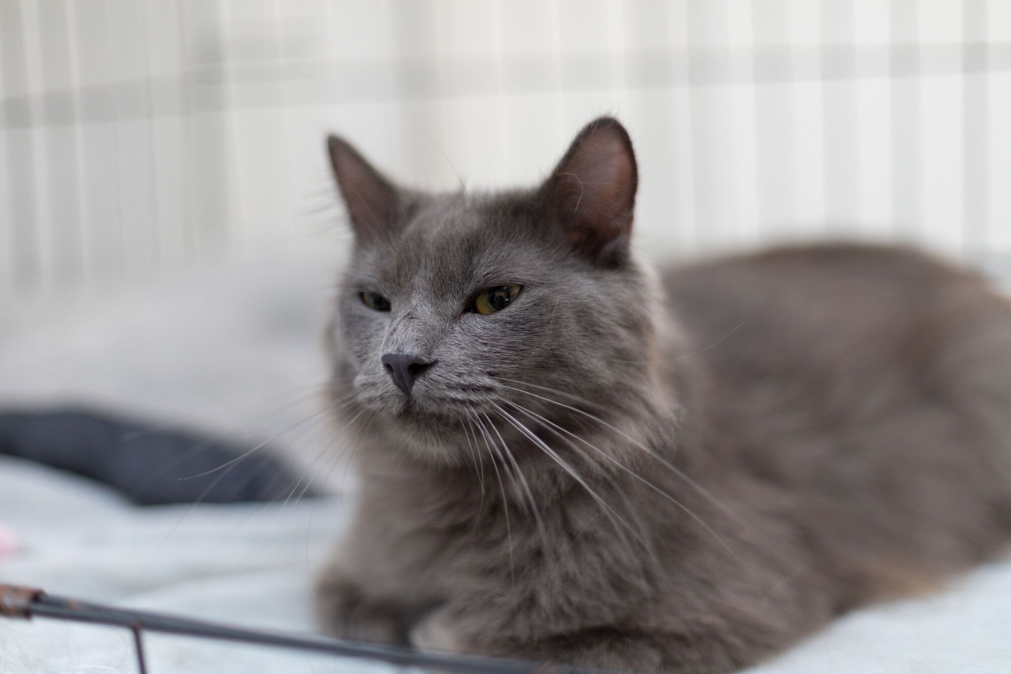 AdoptMe Days: у Києві відбудеться відбудеться 17-й фестиваль, де шукатимуть дім тваринам із притулків