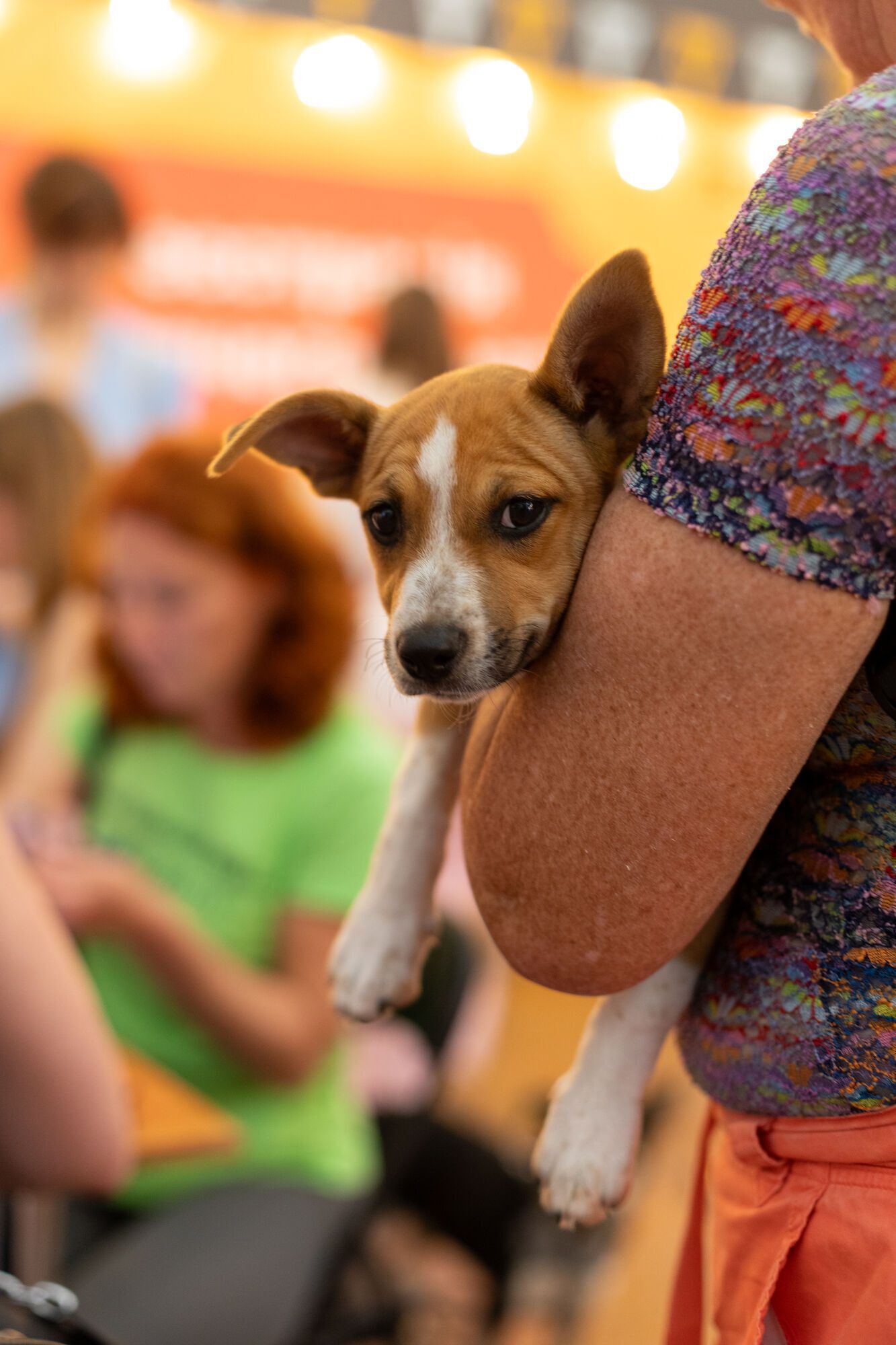 AdoptMe Days: у Києві відбудеться відбудеться 17-й фестиваль, де шукатимуть дім тваринам із притулків