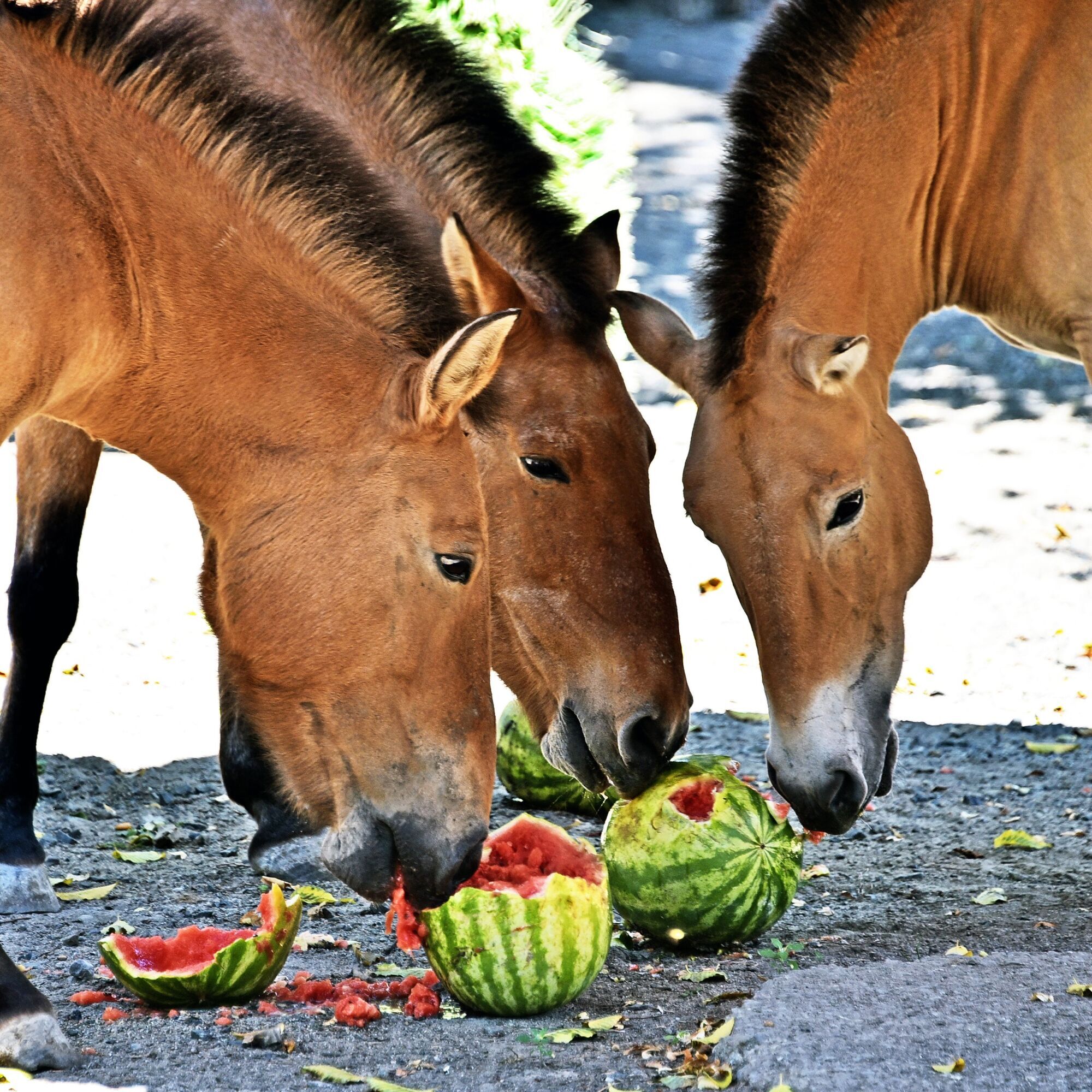 В Киевском зоопарке стартуют традиционные арбузные уикенды: когда можно увидеть кормление зверей. Фото и видео