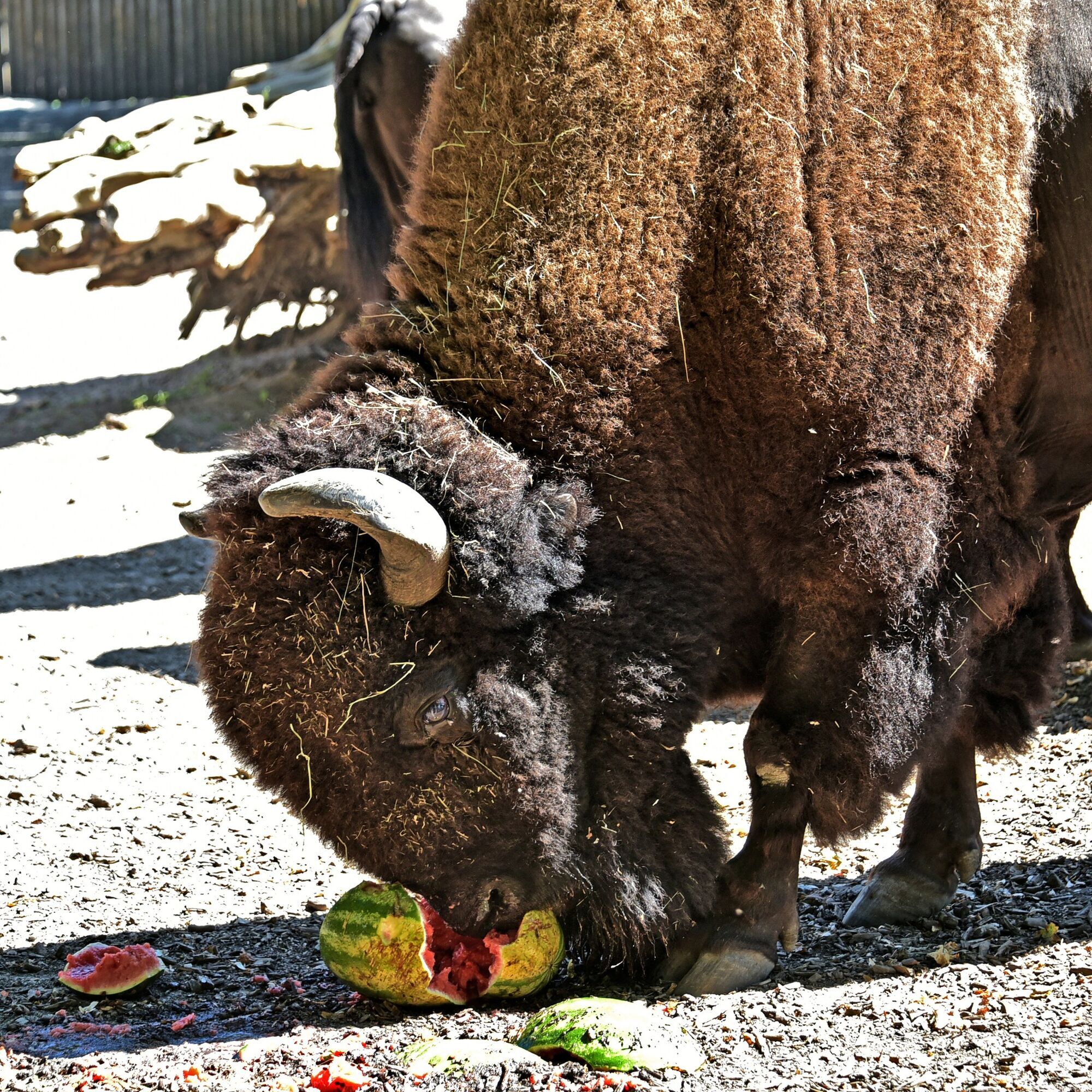 В Киевском зоопарке стартуют традиционные арбузные уикенды: когда можно увидеть кормление зверей. Фото и видео