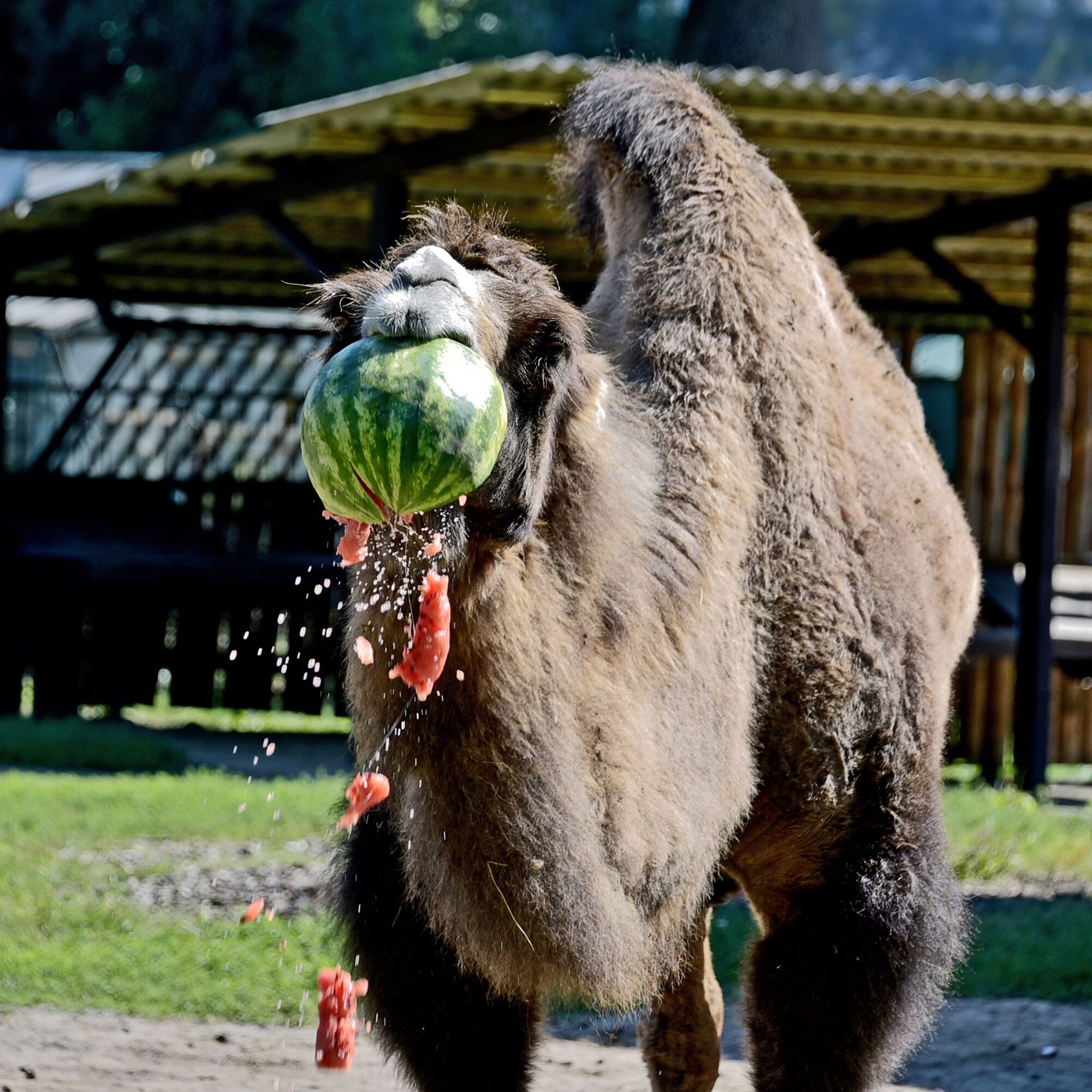 В Киевском зоопарке стартуют традиционные арбузные уикенды: когда можно увидеть кормление зверей. Фото и видео