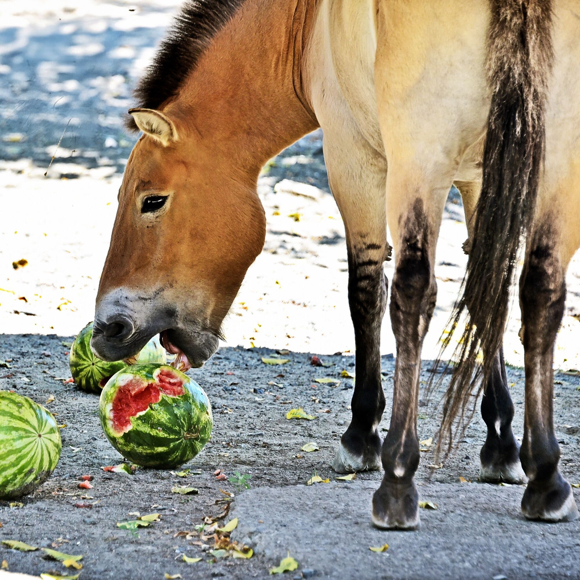 В Киевском зоопарке стартуют традиционные арбузные уикенды: когда можно увидеть кормление зверей. Фото и видео