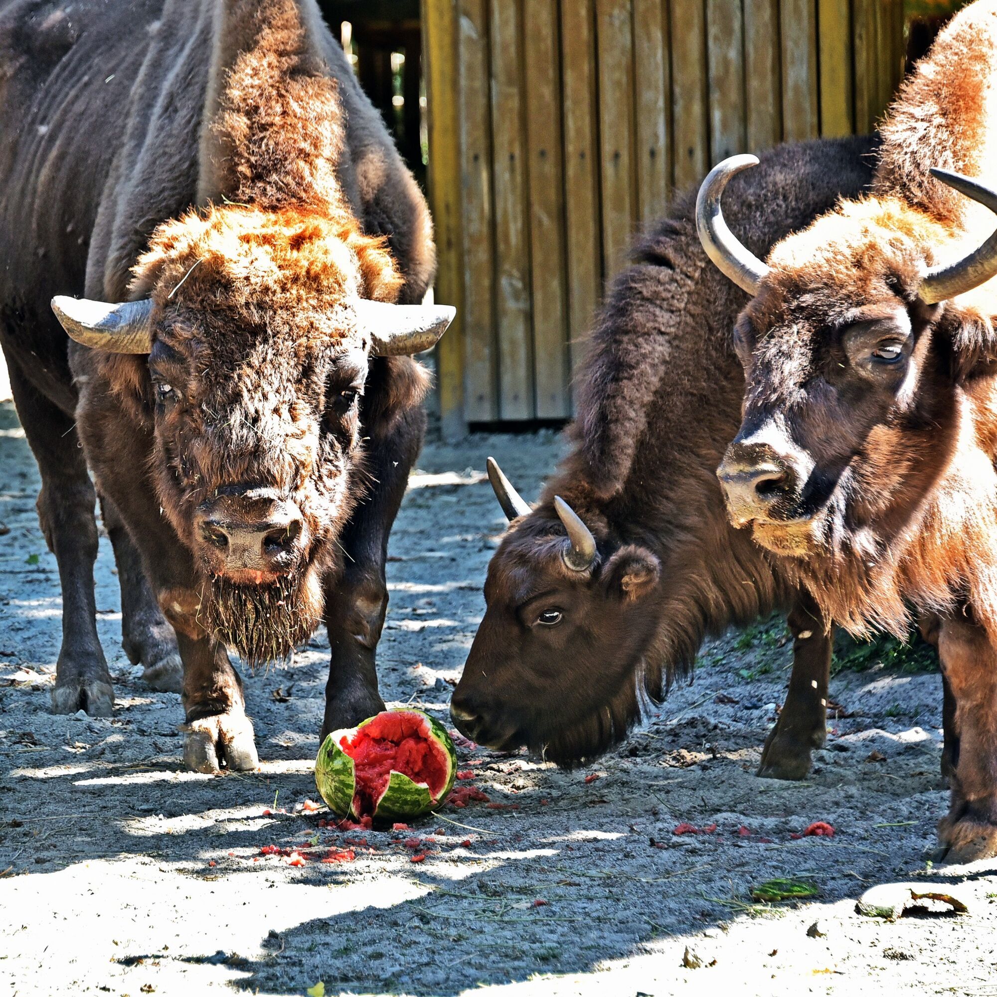 В Киевском зоопарке стартуют традиционные арбузные уикенды: когда можно увидеть кормление зверей. Фото и видео