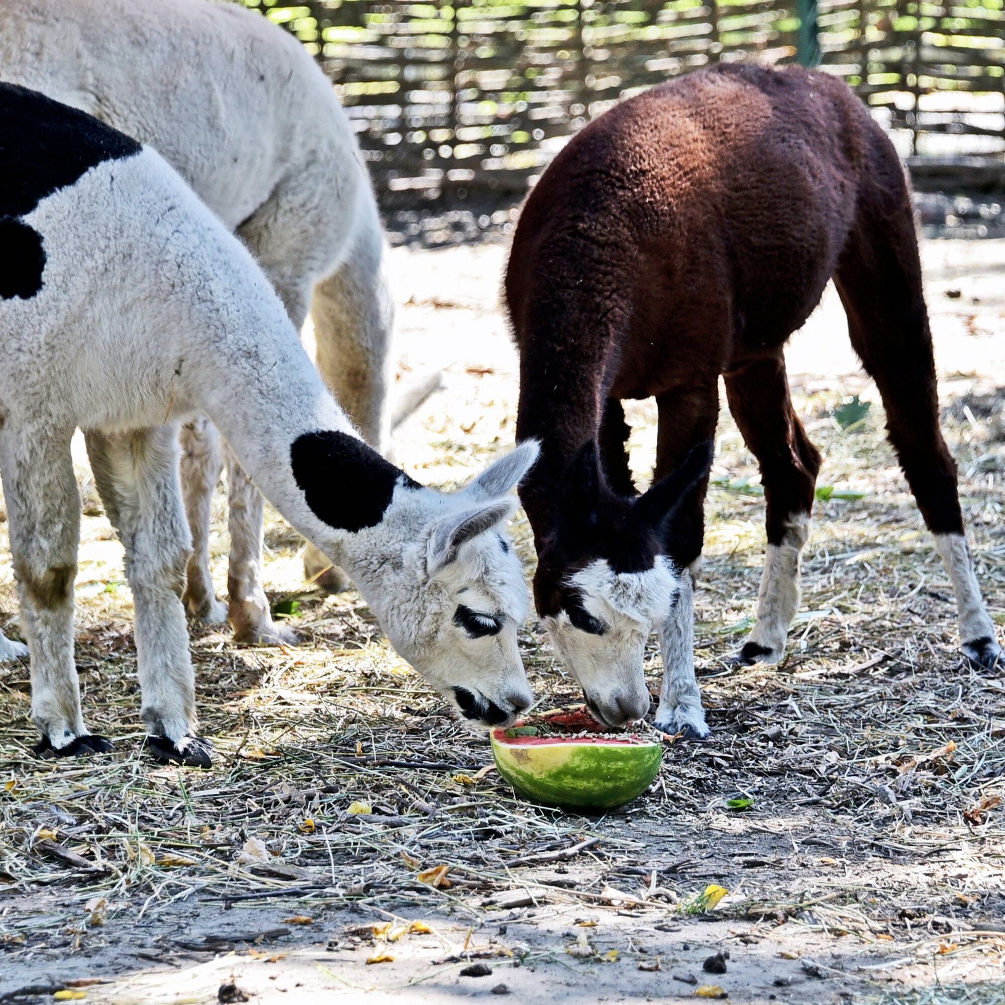 В Киевском зоопарке стартуют традиционные арбузные уикенды: когда можно увидеть кормление зверей. Фото и видео