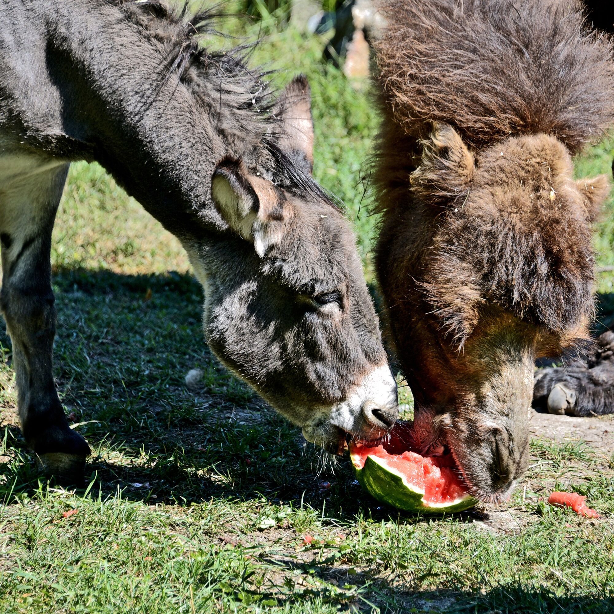 В Киевском зоопарке стартуют традиционные арбузные уикенды: когда можно увидеть кормление зверей. Фото и видео