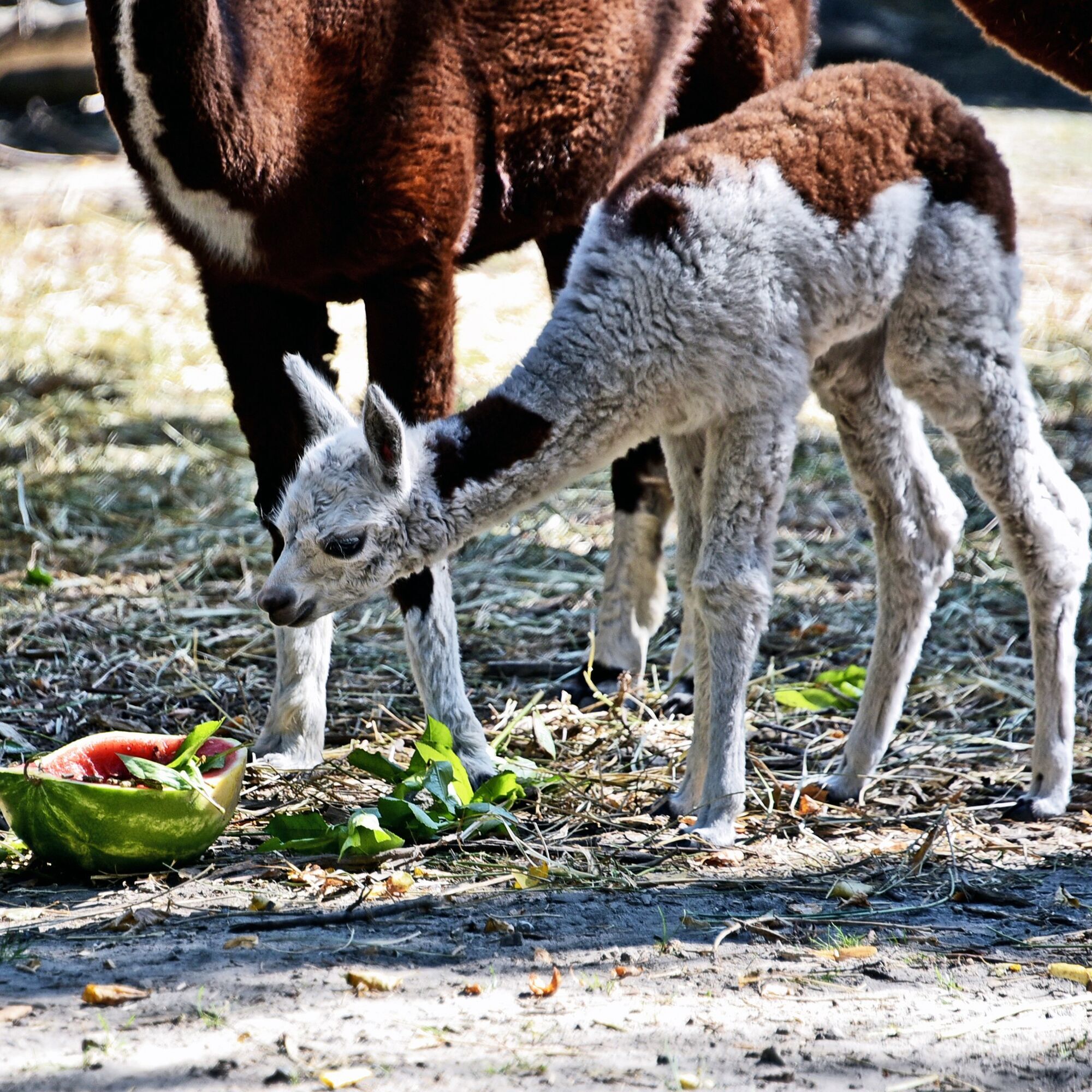 В Киевском зоопарке стартуют традиционные арбузные уикенды: когда можно увидеть кормление зверей. Фото и видео