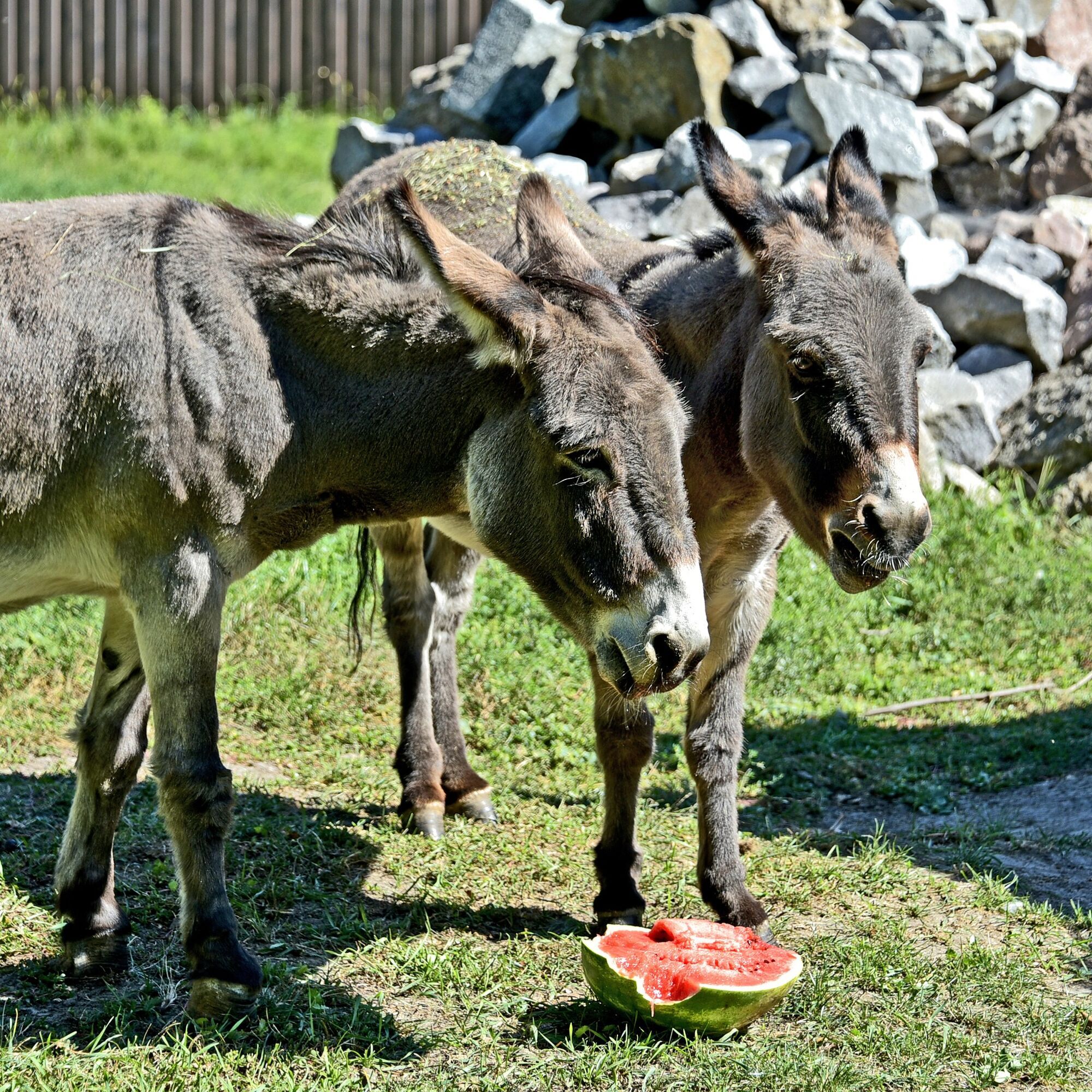 В Киевском зоопарке стартуют традиционные арбузные уикенды: когда можно увидеть кормление зверей. Фото и видео