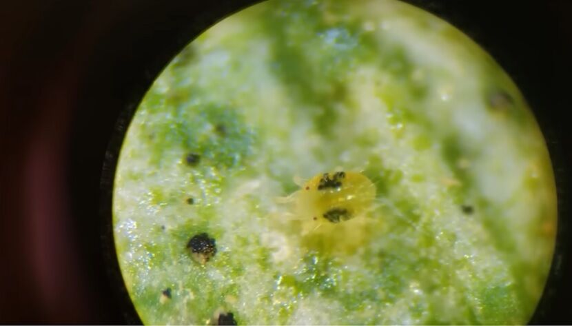 Как избавиться от паутинного клеща на комнатных растениях: действенные советы