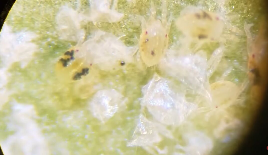 Как избавиться от паутинного клеща на комнатных растениях: действенные советы