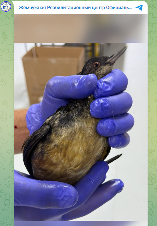 У Криму зірвано "оксамитовий сезон": російські туристи пакують валізи і виїжджають через нафтову пляму