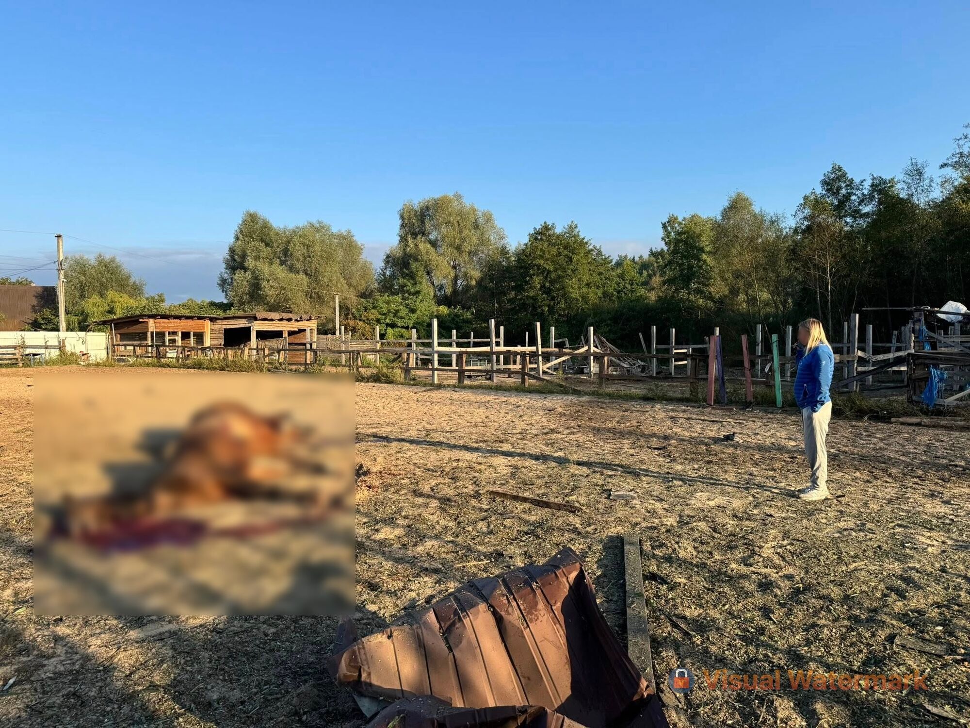Через атаку армії Росії на Київщині загинули сім коней: стайня зруйнована. Фото та відео