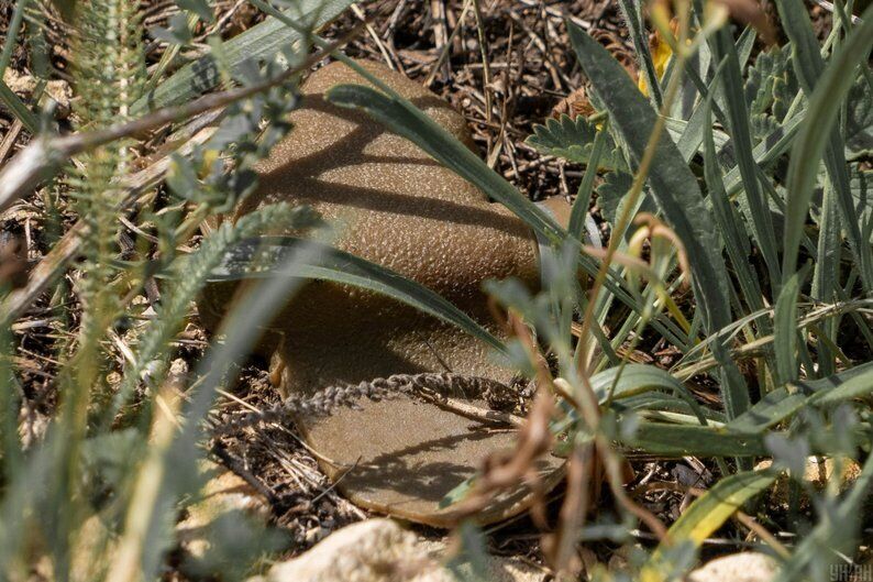 Росія скинула на житлові квартали Херсона міни-"пелюстки": який вони вигляд мають і чому дуже небезпечні. Фото