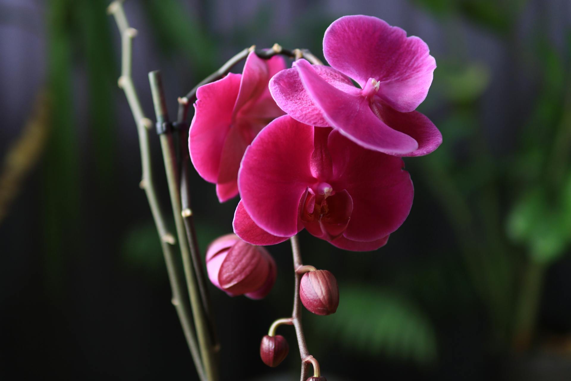 Как ускорить цветение орхидей: советы, которые кардинально изменят ваши растения