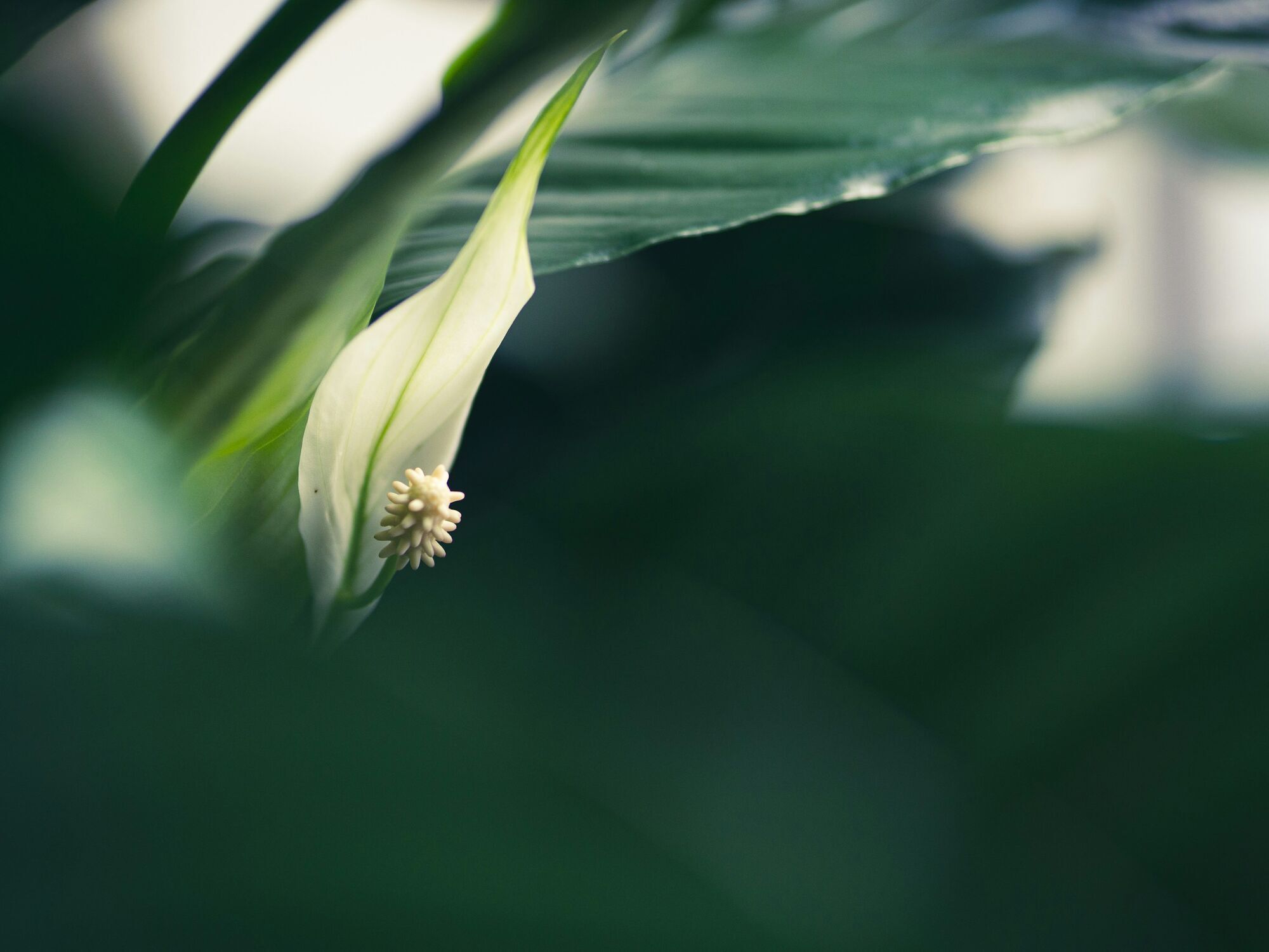 Как сделать дома удобрение для спатифиллума: простой рецепт