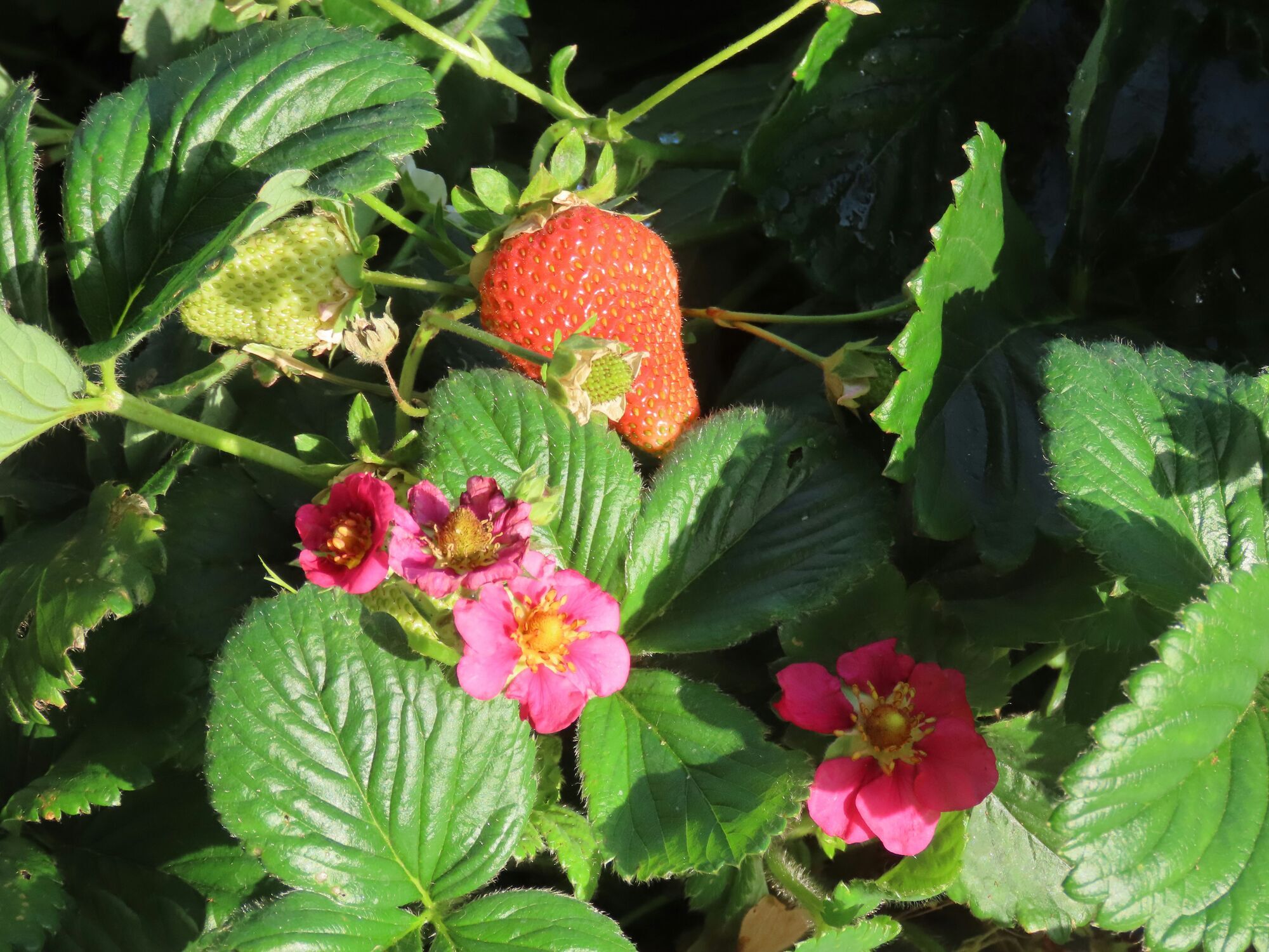 Как сажать клубнику осенью: полезные советы