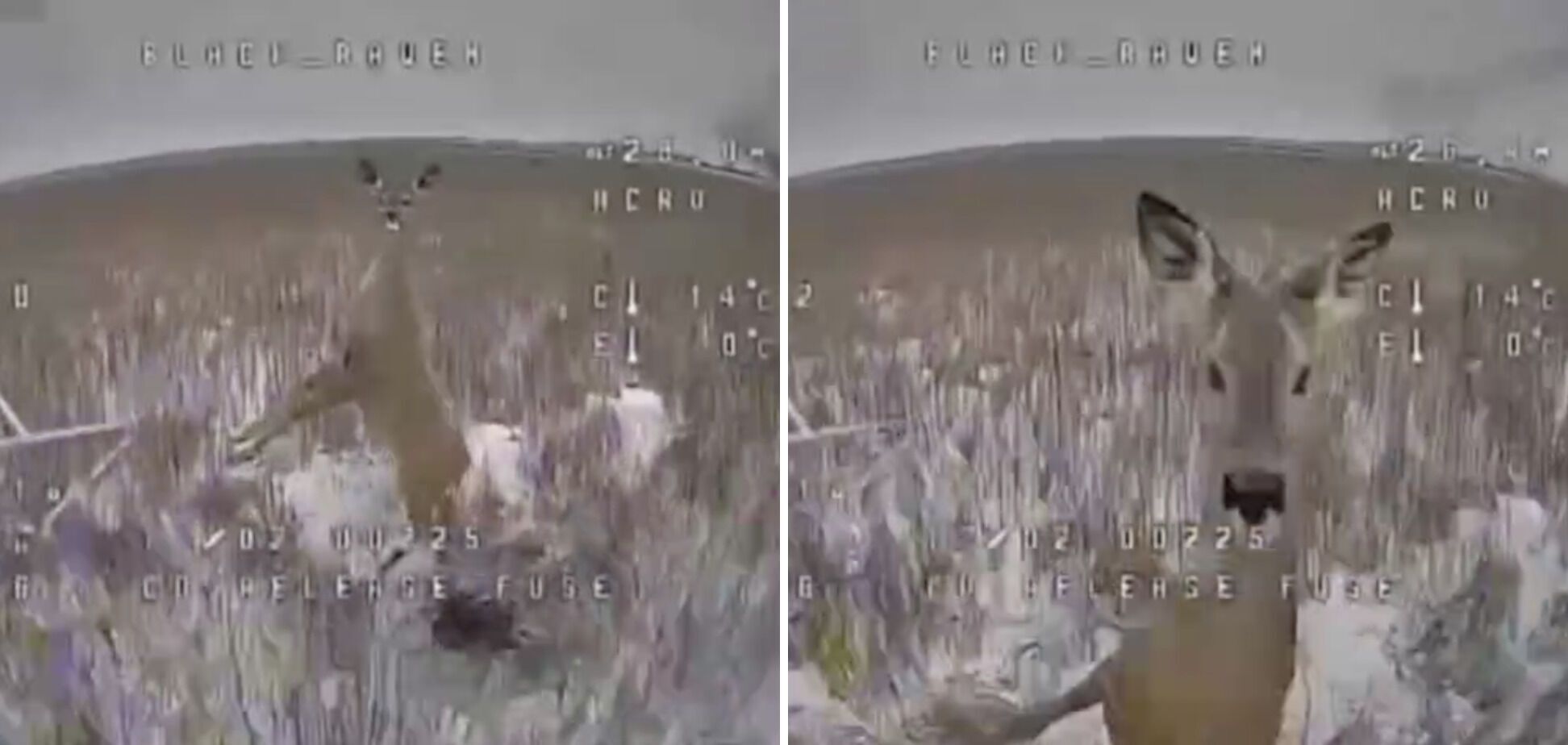 Полювання лише на правильні цілі: український FPV-дрон в останню мить уникнув зіткнення з козулею, яка несподівано підстрибнула. Відео