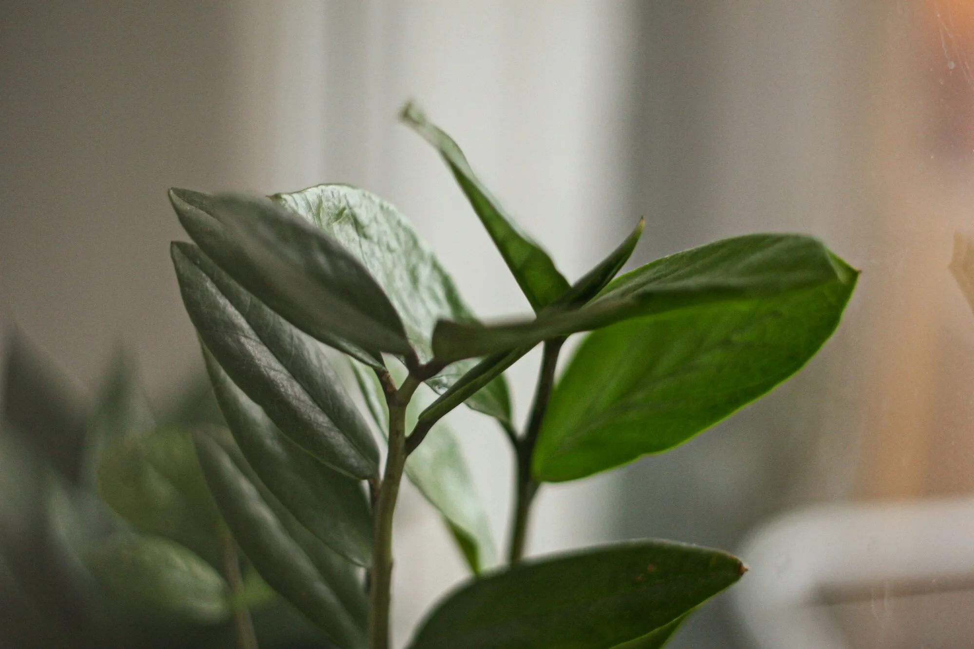 Чому "плаче" заміокулькас: як повернути рослину до життя