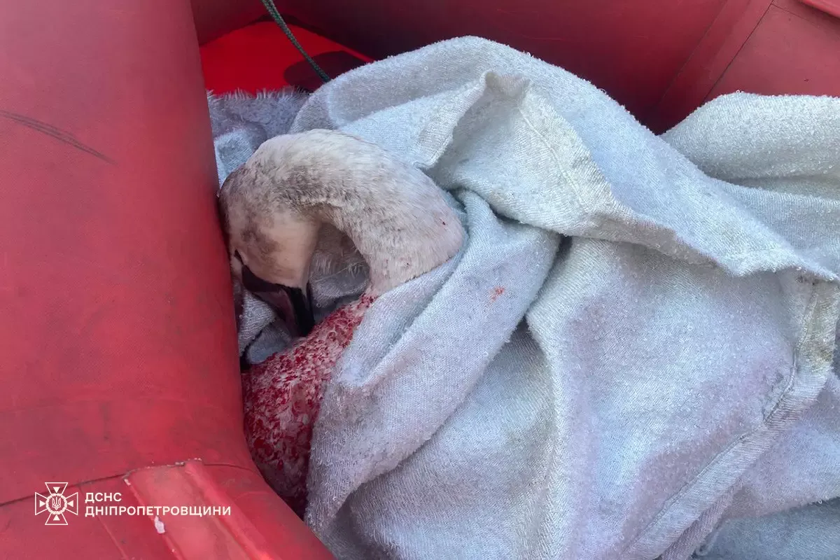 Попал в ледяную ловушку: на Днепропетровщине спасли лебедя, который примерз ко льду. Фото