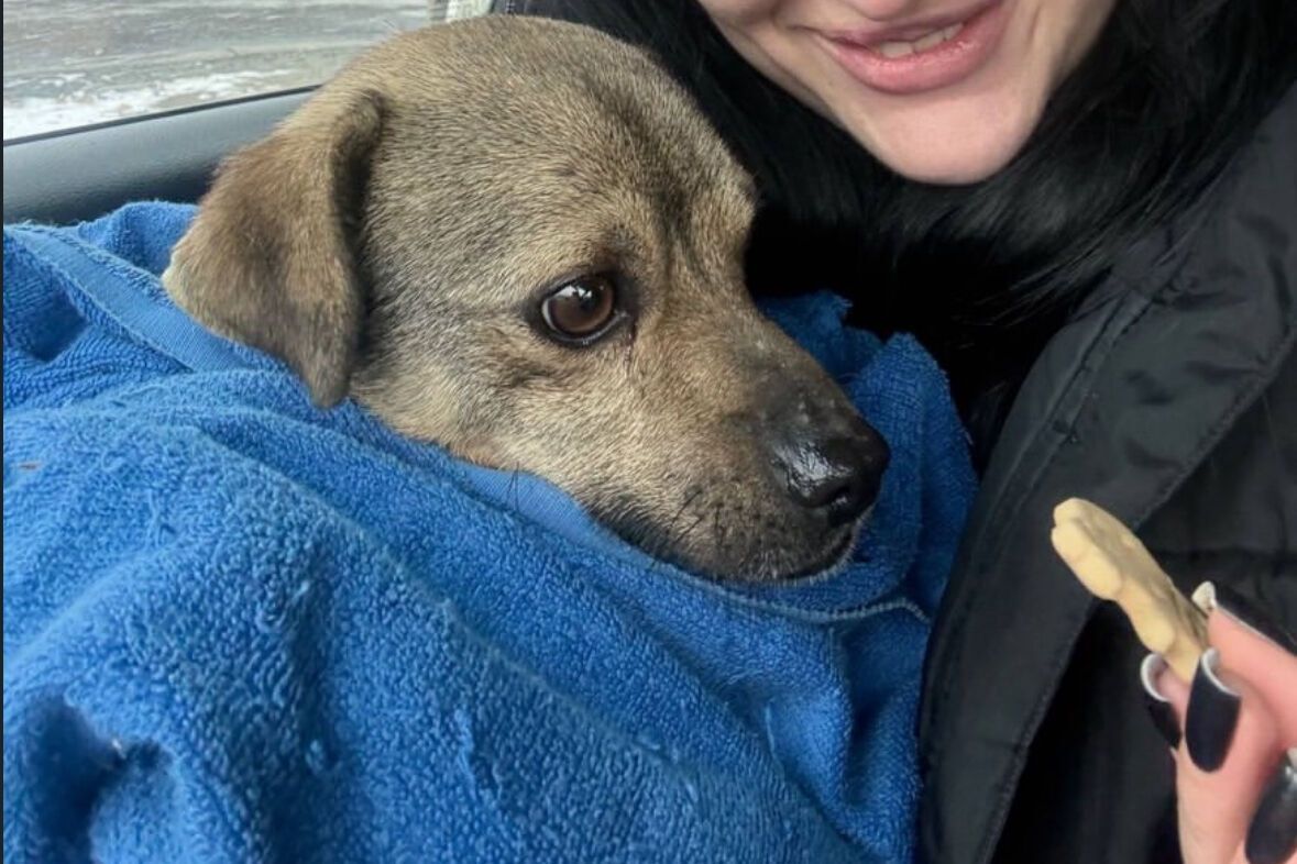 На Одещині 11-річний хлопець скинув собаку зі схилу: справою зайнялася поліція