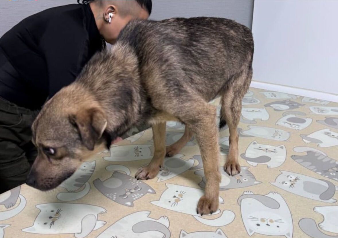 На Одещині 11-річний хлопець скинув собаку зі схилу: справою зайнялася поліція