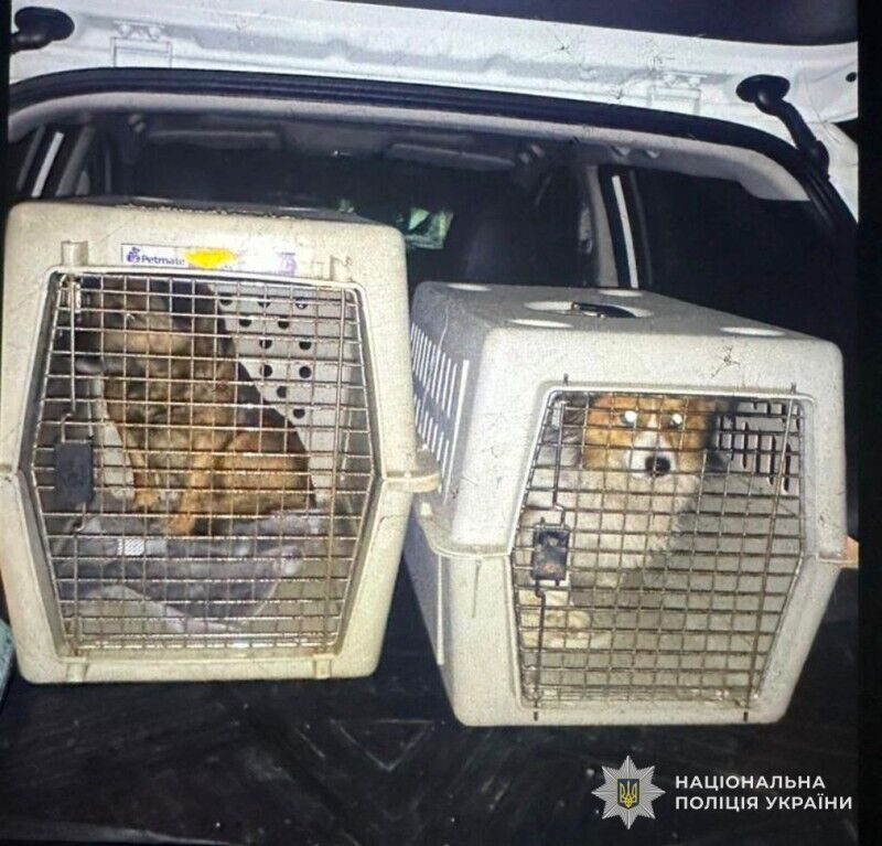 Заливав горілку силоміць: на Львівщині чоловіка викрили на знущанні з собак, справою зайнялась поліція