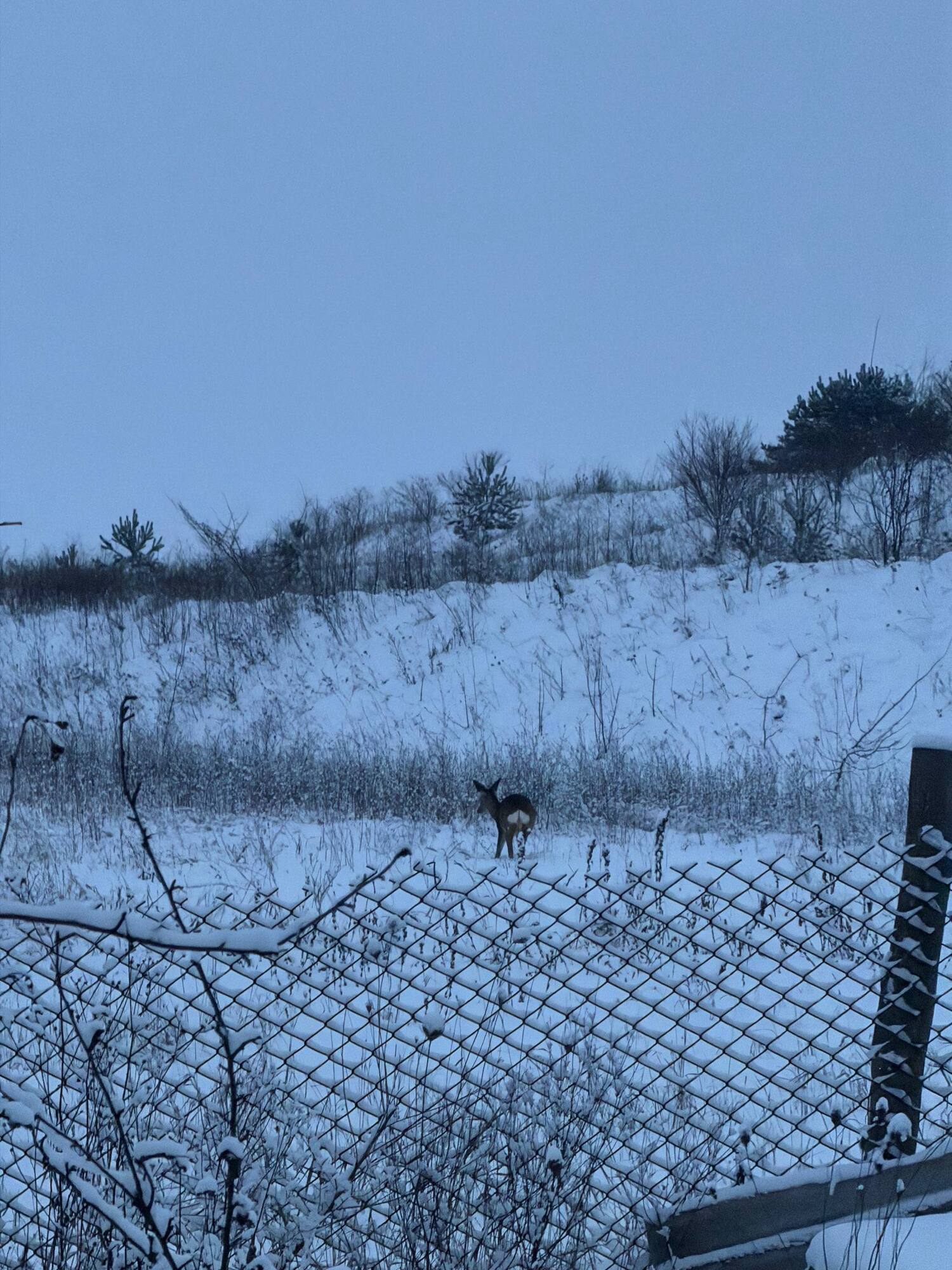Перебігали дорогу: біля Тернополя помітили козуль. Відео