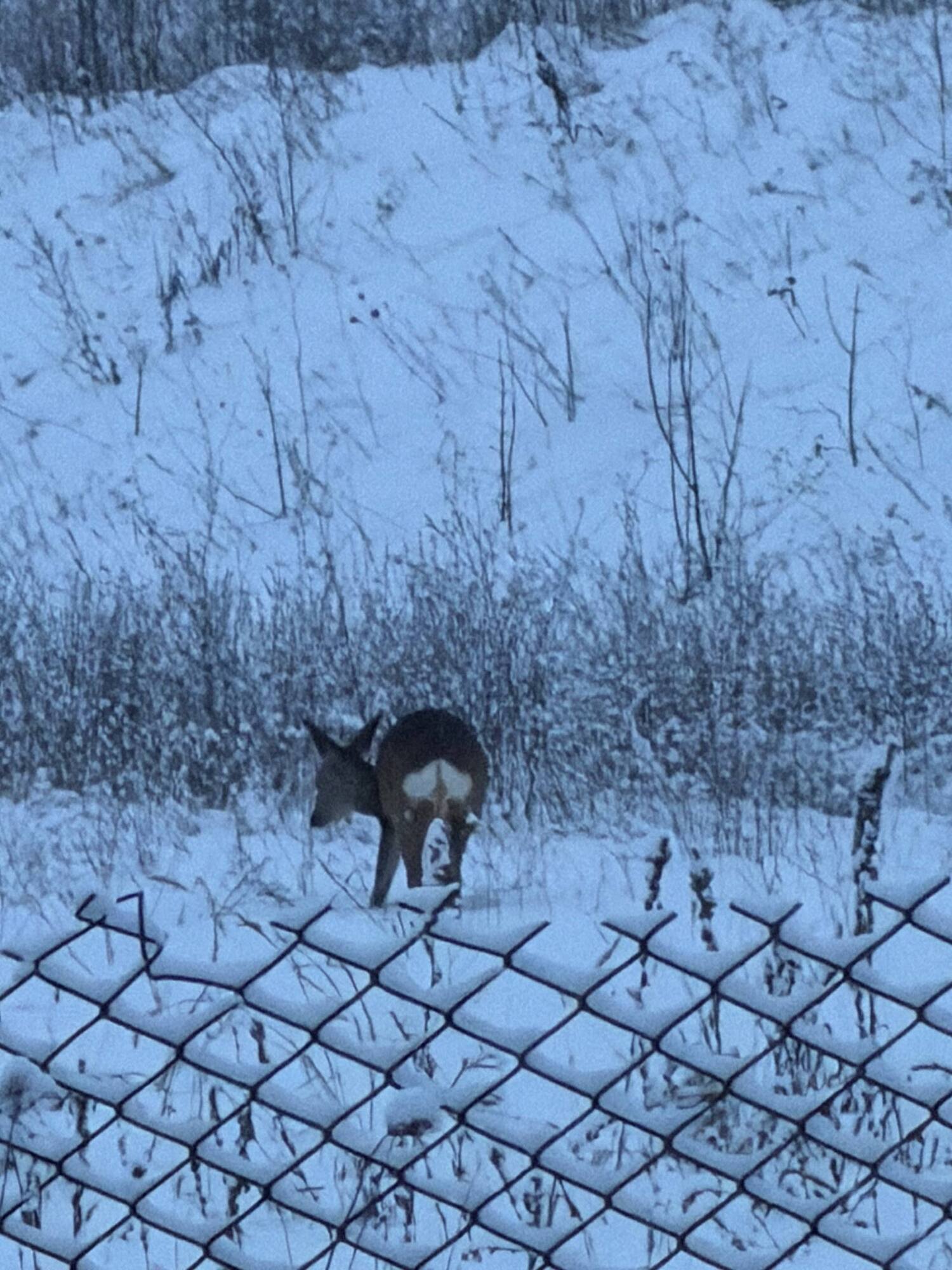 Перебігали дорогу: біля Тернополя помітили козуль. Відео
