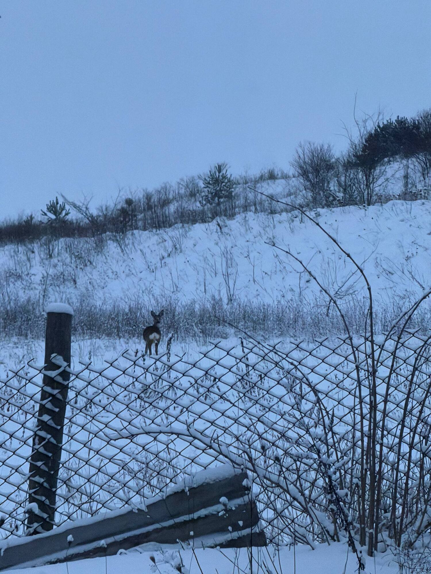 Перебігали дорогу: біля Тернополя помітили козуль. Відео