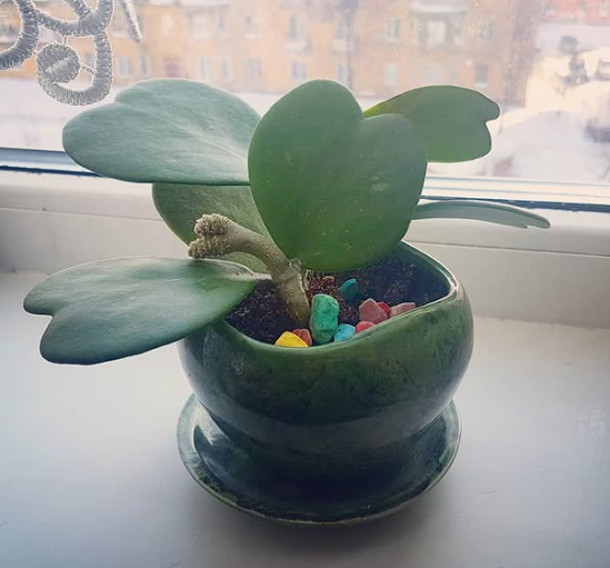 Які кімнатні рослини добре переносять холод: точно виживуть взимку