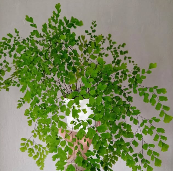 Які кімнатні рослини добре переносять холод: точно виживуть взимку