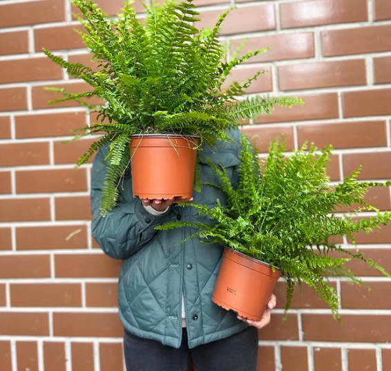 Які кімнатні рослини добре переносять холод: точно виживуть взимку