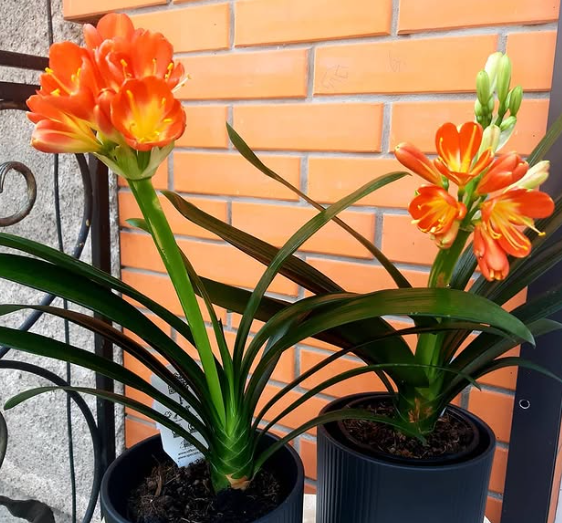 Які кімнатні рослини добре переносять холод: точно виживуть взимку