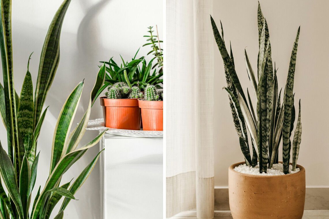 Сансевиерия будет блестеть: поможет простое удобрение