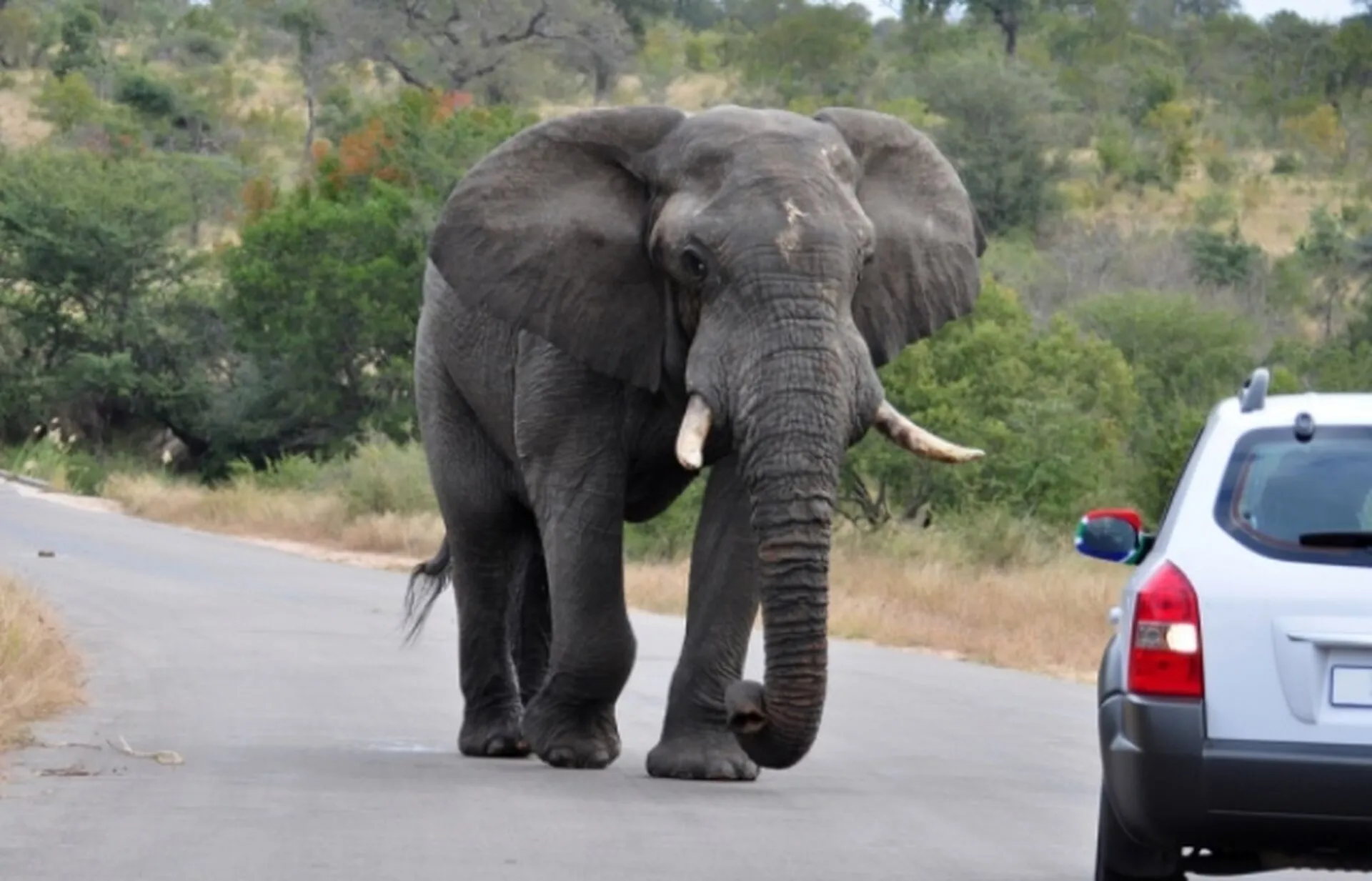 В Индии слон-маньяк за 10 дней убил 22 человека и ранил еще 15: его не могут поймать. Видео