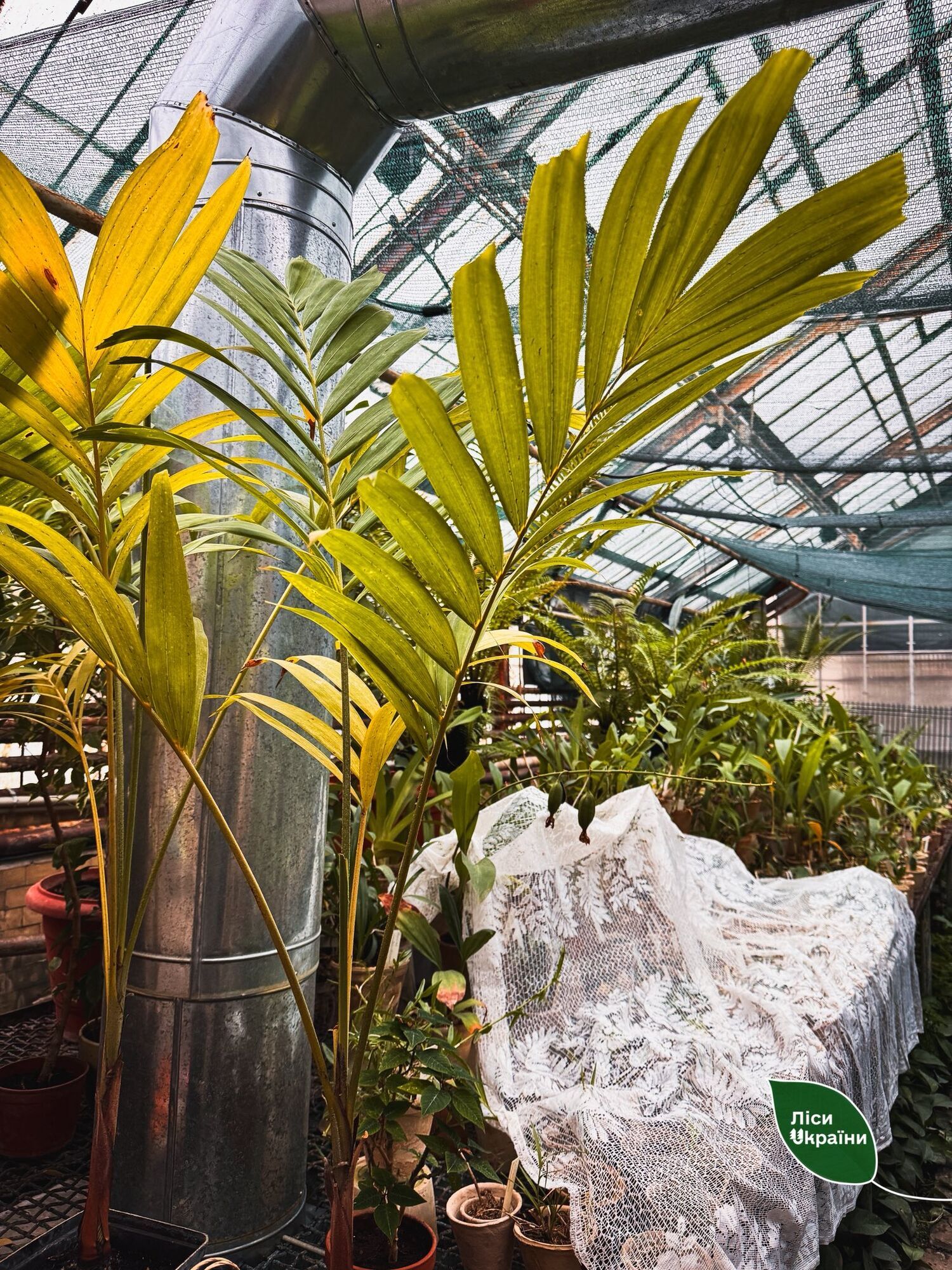 "Критична ситуація": через холод у ботсаду Києва гине унікальна колекція рослин