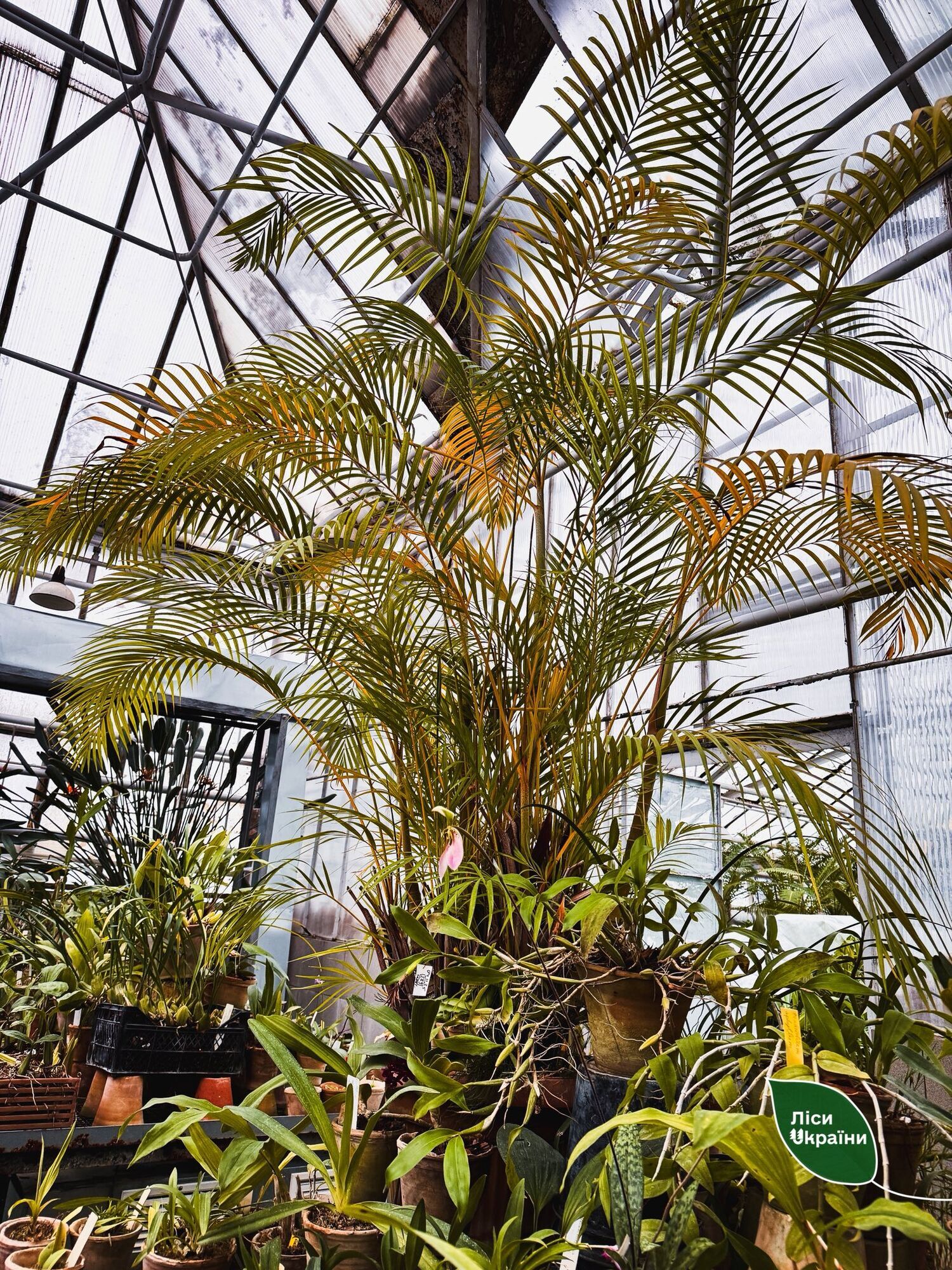 "Критична ситуація": через холод у ботсаду Києва гине унікальна колекція рослин