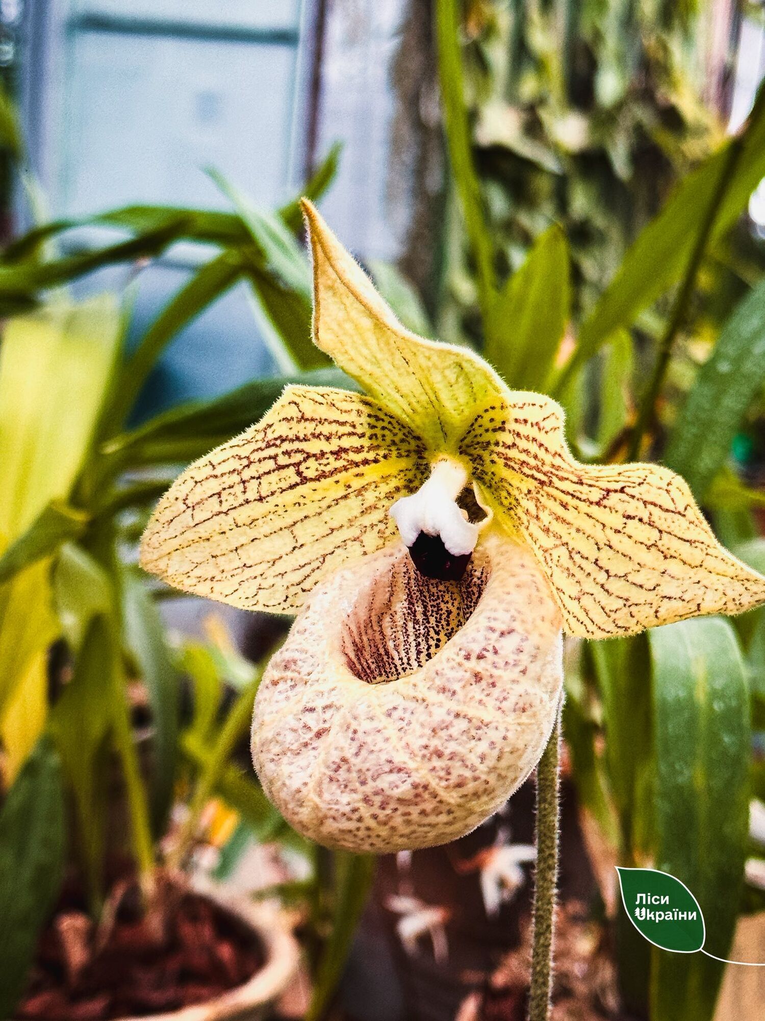 "Критична ситуація": через холод у ботсаду Києва гине унікальна колекція рослин