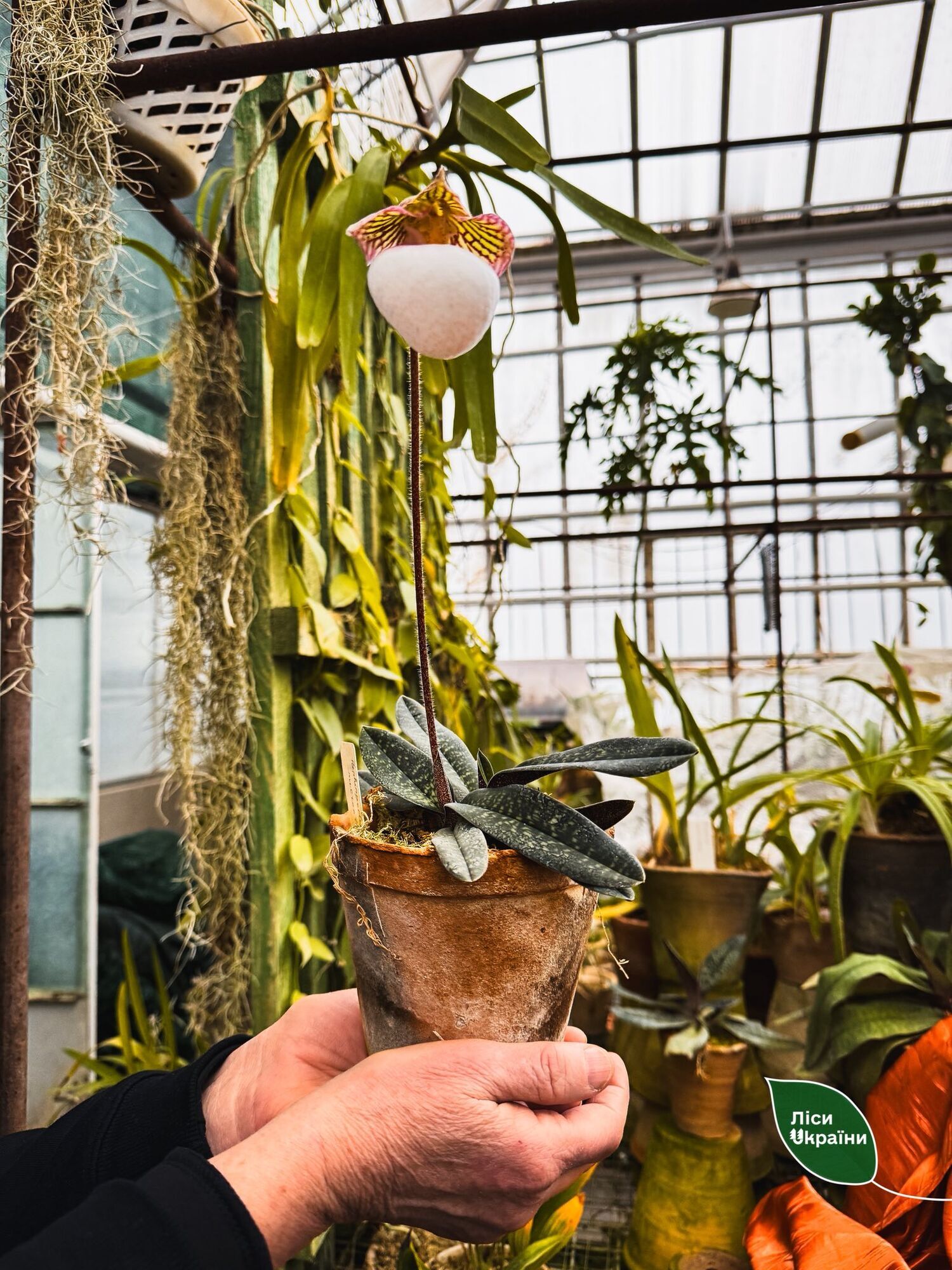 "Критична ситуація": через холод у ботсаду Києва гине унікальна колекція рослин