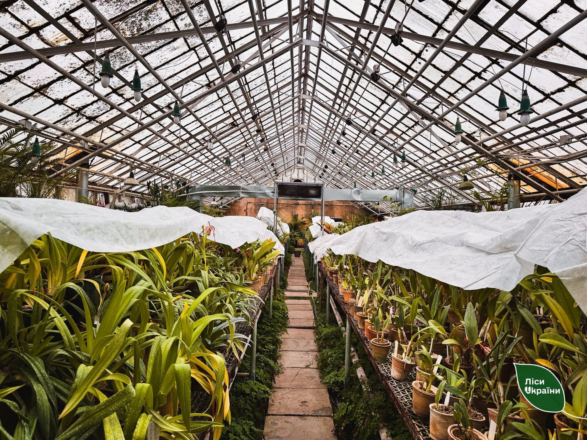 "Критична ситуація": через холод у ботсаду Києва гине унікальна колекція рослин