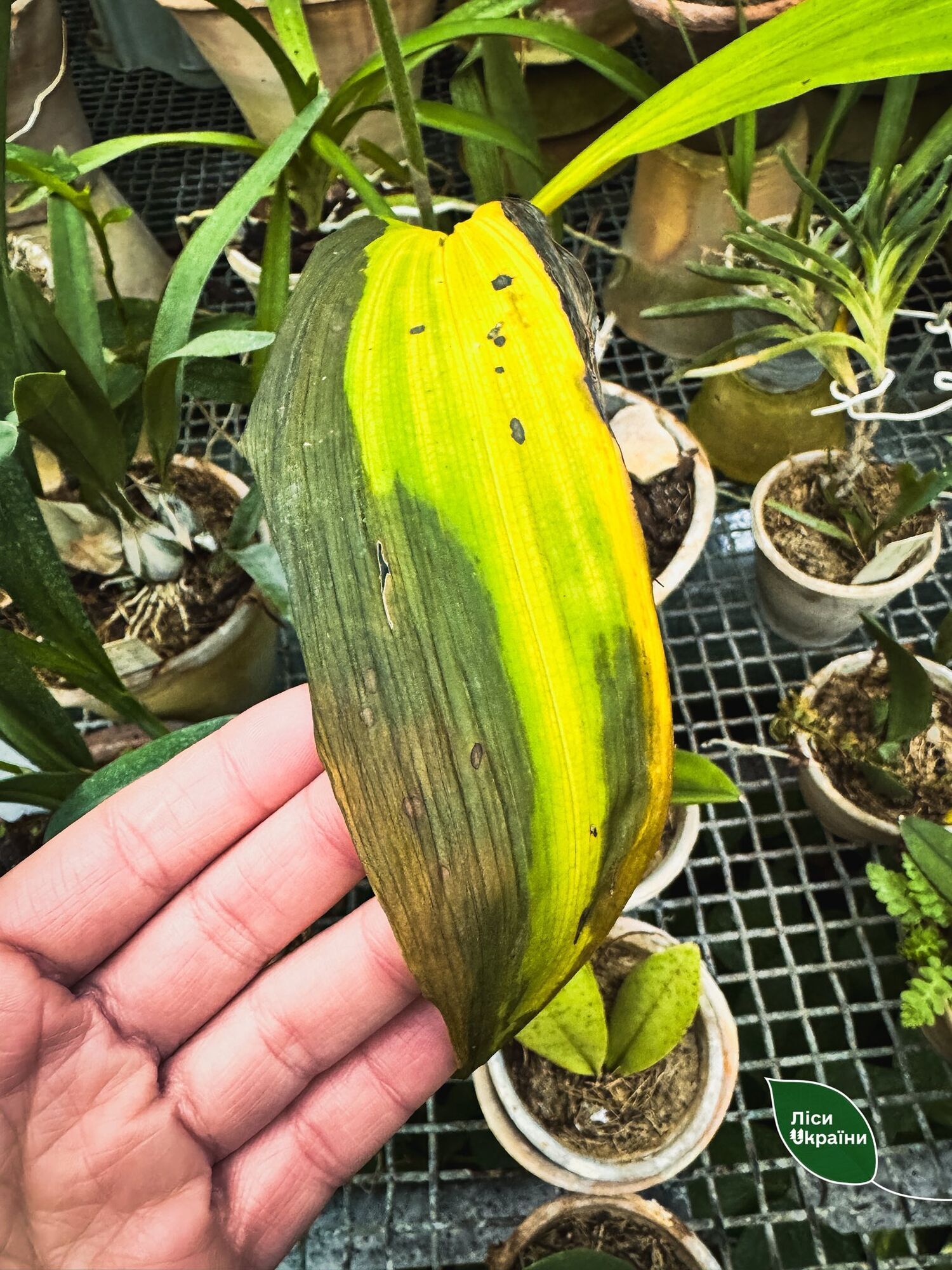 "Критична ситуація": через холод у ботсаду Києва гине унікальна колекція рослин