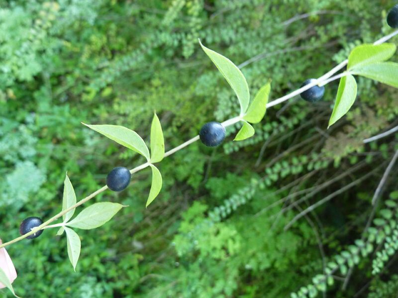 Некоторые растения могут выращивать "фейковые" ягоды: в чем причина